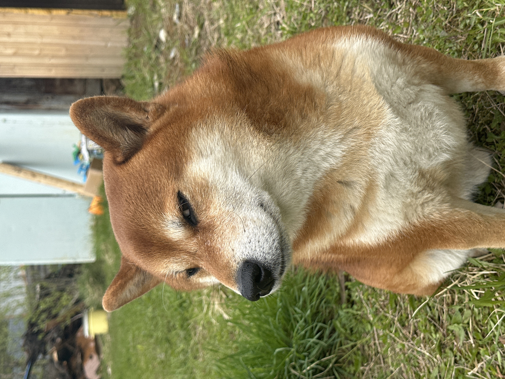 A Shiba Inu dog lies on green grass in an outdoor setting. The dog's coat is primarily light brown, with cream-colored fur on its underside and muzzle. Its eyes are partially closed, and its nose is black. The dog appears to be resting. A light-colored wooden structure is visible in the background, as well as some other foliage. The location is Unknown, Unknown.