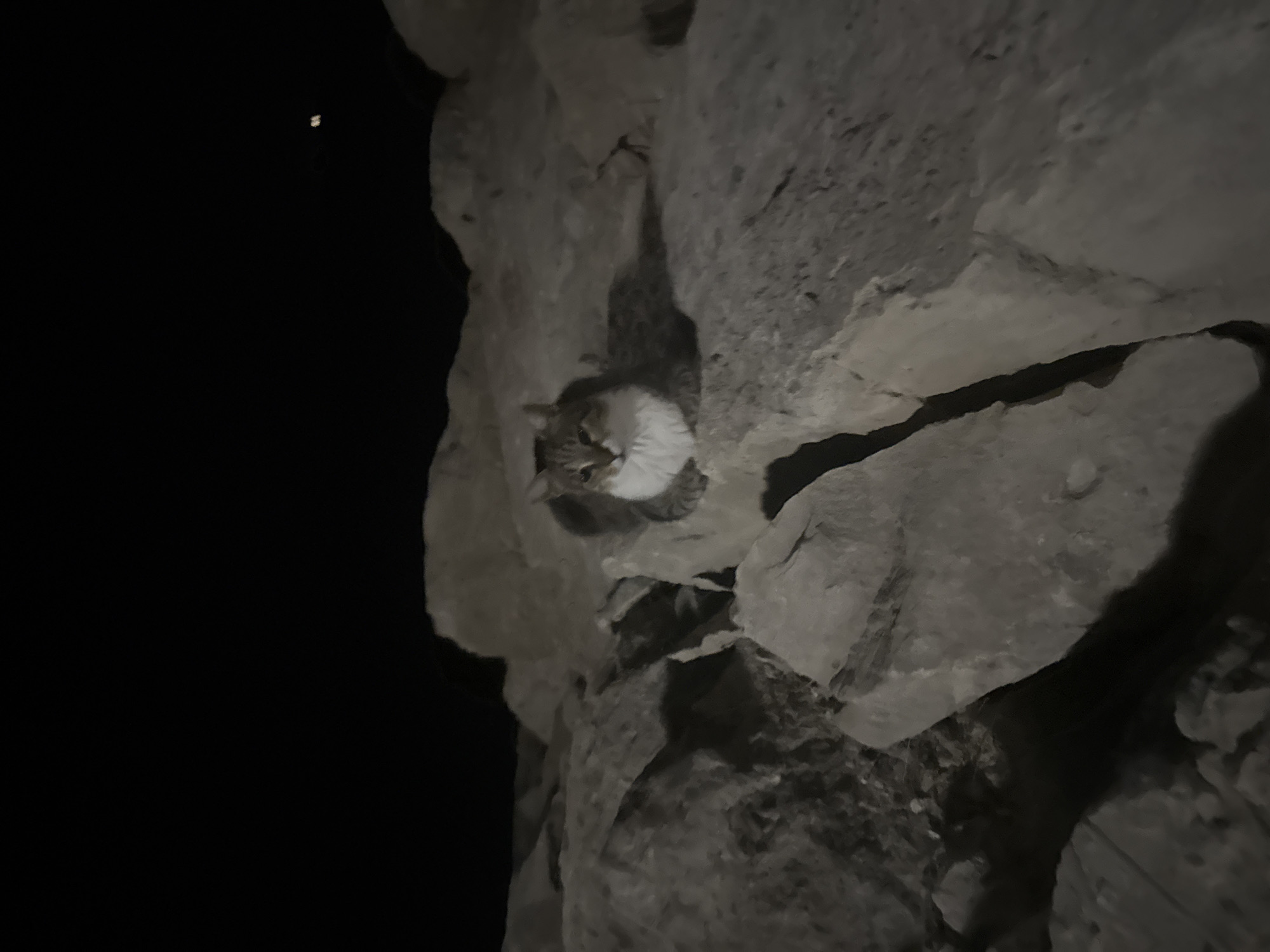 A domestic cat sits on large rocks at night. The cat is a tabby with white chest fur and has its ears perked up. It is looking towards the camera. The rocks are large and grey, with cracks and rough surfaces. The background is dark, indicating it is nighttime. There are some faint lights in the distance. The location is Agios Tychona Community, Cyprus.