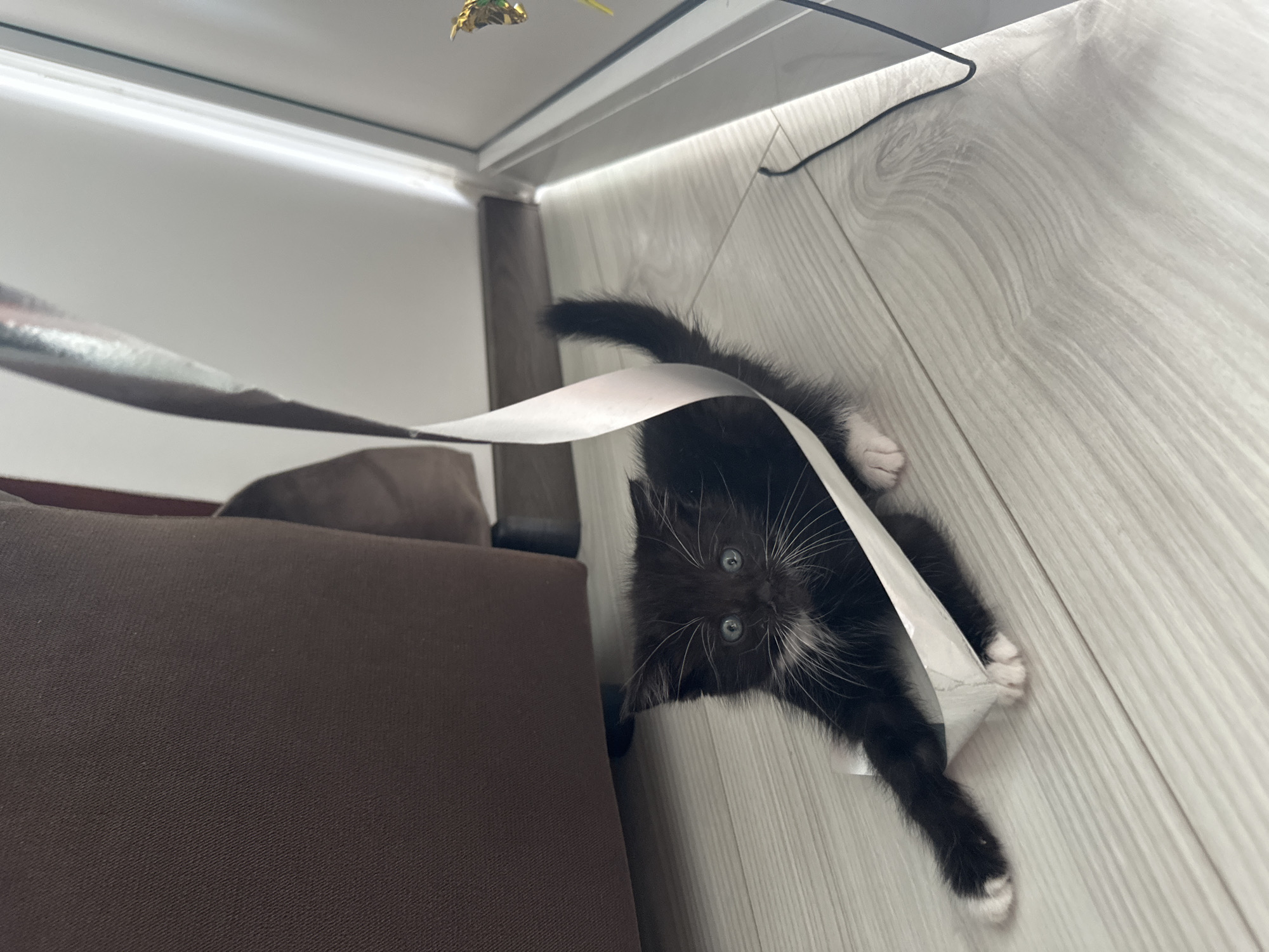 A black and white kitten is on a light-colored wooden floor, entangled in a white ribbon. The kitten is on its belly, with its front paws extended forward, one paw resting on the ribbon. The ribbon wraps around the kitten's body and then extends upward and to the right, out of frame. The kitten has blue eyes and a white chest and whiskers. Behind the kitten and to the left is the side of a brown upholstered piece of furniture, likely a sofa or chair. To the right of the kitten, a sliver of a window or glass door is visible, with a bright light source illuminating the scene from that direction. A thin, dark wire or cord snakes across the floor to the far right. The overall impression is one of a playful domestic scene. The location is not specified in the image.