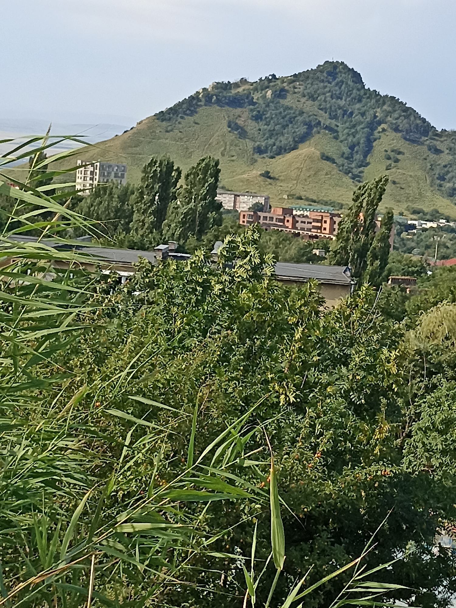The image captures a view from a grassy, overgrown area in the foreground, likely on the outskirts of Lermontov, Russia. Tall green reeds or grass dominate the lower portion of the frame, obscuring the ground. Beyond the vegetation, several low-rise buildings and apartment blocks are visible. In the mid-ground, a cluster of tall, slender trees stands out. Further in the distance, a prominent green, tree-covered mountain rises, its slopes marked with faint paths or contours. The sky is a hazy light blue. The scene depicts a partly urbanized natural landscape.