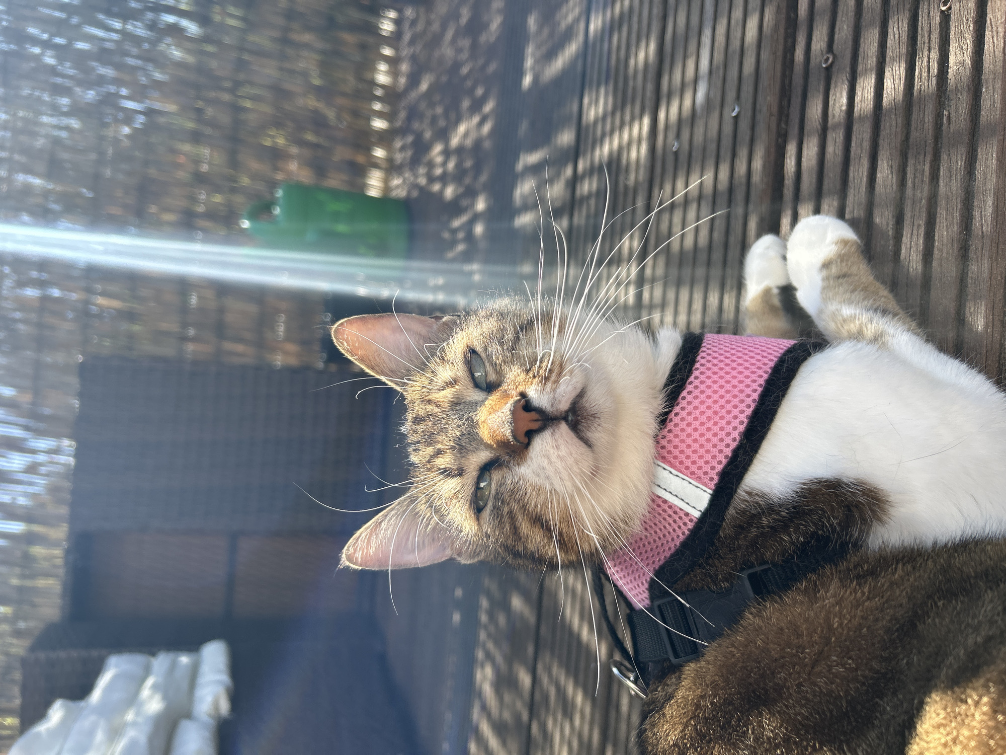A tabby cat with white and brown fur is featured prominently in this outdoor image. The cat is wearing a pink mesh harness with a white reflective stripe and black straps. It is lying down on a wooden surface, possibly a deck or patio, looking directly at the camera with its eyes slightly squinted, suggesting bright sunlight.
The setting appears to be a sunny day, with strong light casting dappled shadows on the background, likely from overhead foliage or a screen. A distinct sunbeam or lens flare is visible on the left side of the frame. The cat's long whiskers are clearly visible. Its front paws, mostly white with some tabby markings, are also visible. In the blurred background, a green object can be faintly seen. The cat appears calm and relaxed. There is no visible text in the image.