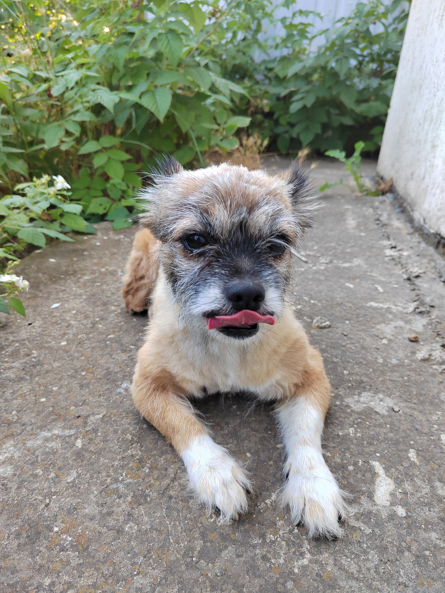 A scruffy, light brown and white dog is lying on a concrete surface outdoors. The dog is facing the camera with its tongue sticking out. Behind the dog is a dense green bush. To the right of the dog is a white structure. The scene appears to be in a residential area, possibly a backyard. The image was taken in Vityazevo, Russia.