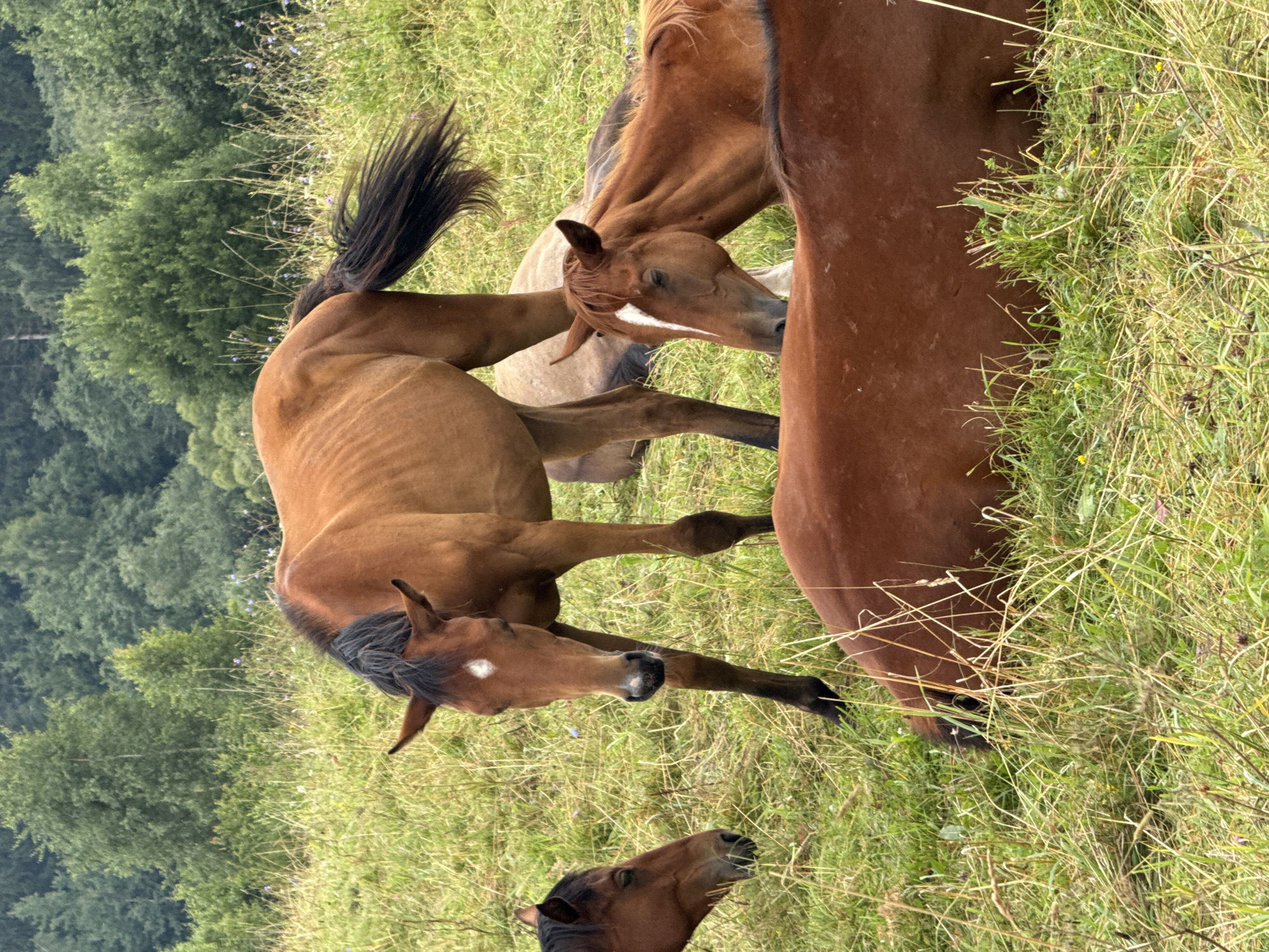 The image depicts a group of horses in a grassy field with a wooded area in the background. The horses are primarily brown in color, with some variations in shade. One horse stands prominently in the center, facing the viewer. Other horses are seen lying down or resting in the grass. The environment appears natural and rural, likely a pasture or a field adjacent to a forest. There are no visible signs of human presence or urban elements within the immediate scene. The lighting suggests an overcast or diffused daylight condition.