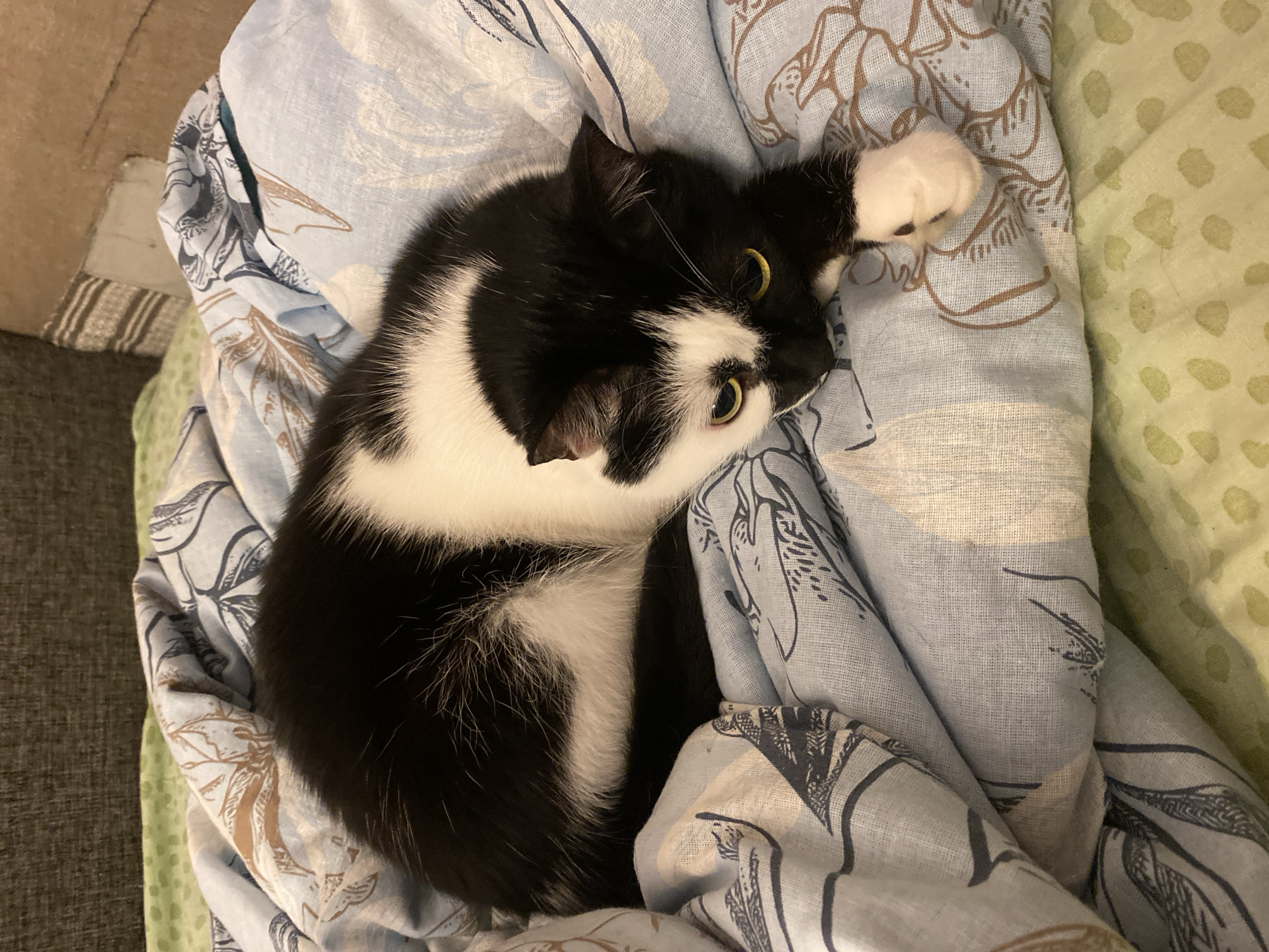 A black and white cat with yellow eyes is curled up on a bed with a blue and white patterned comforter. The cat is lying on its side, with its paws tucked underneath its body. The cat's fur is short and sleek. The comforter has a pattern of stylized leaves and branches in shades of blue and brown. The background is out of focus, but appears to be a wall with some textured material. The scene is indoors, likely in a bedroom. This image was taken in Protvino, Russia.