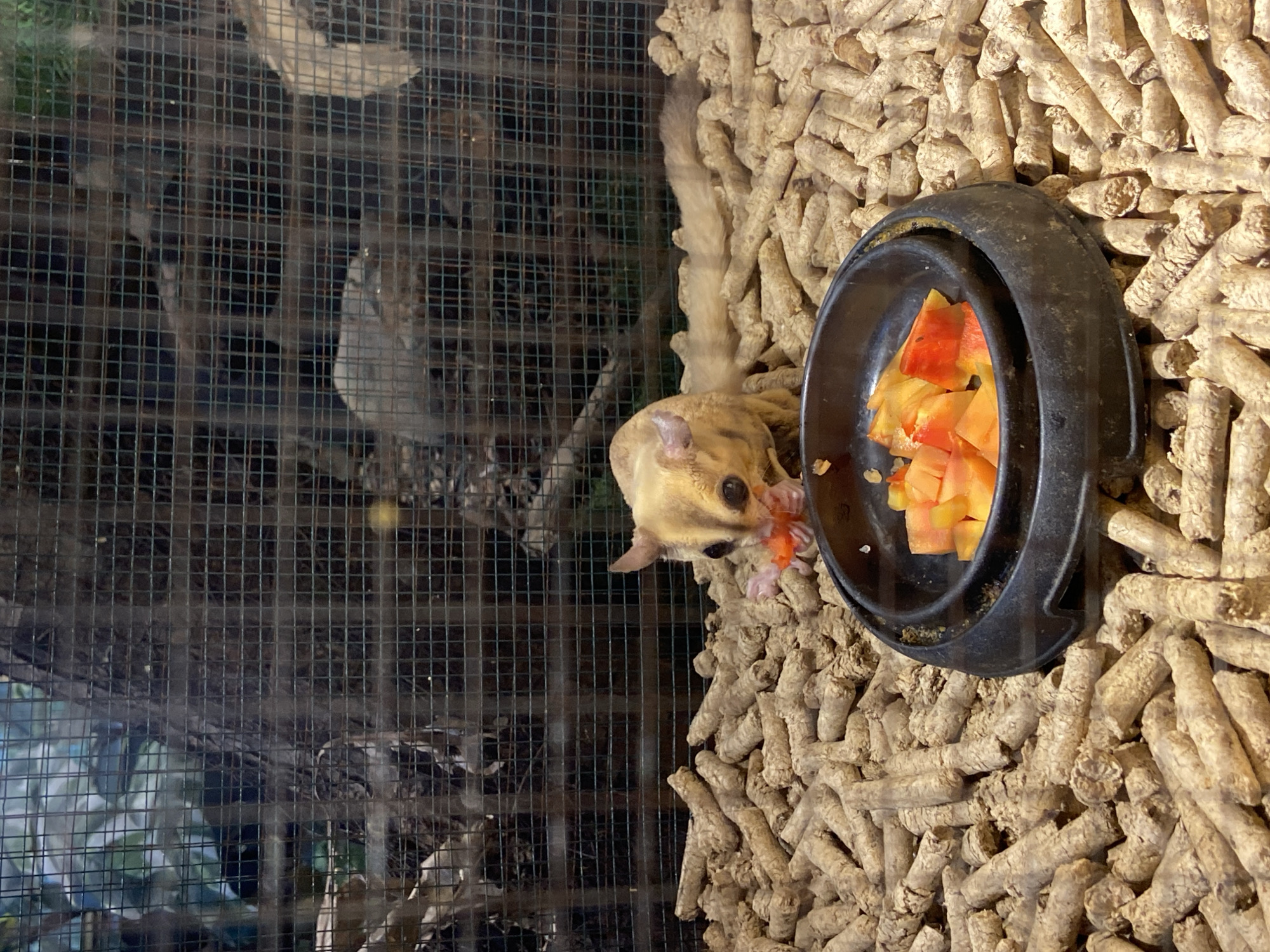 A sugar glider is eating a piece of orange fruit from a black dish placed on a bed of wood pellets inside a cage. The sugar glider is light brown with large dark eyes and a long, bushy tail. The cage has a wire mesh front and is filled with the wood pellets. Behind the sugar glider, the cage interior is visible, showing branches and greenery. The scene is lit by natural light. The image is taken at an eye-level perspective, suggesting it might be from a zoo or animal enclosure in Rengat, Indonesia.