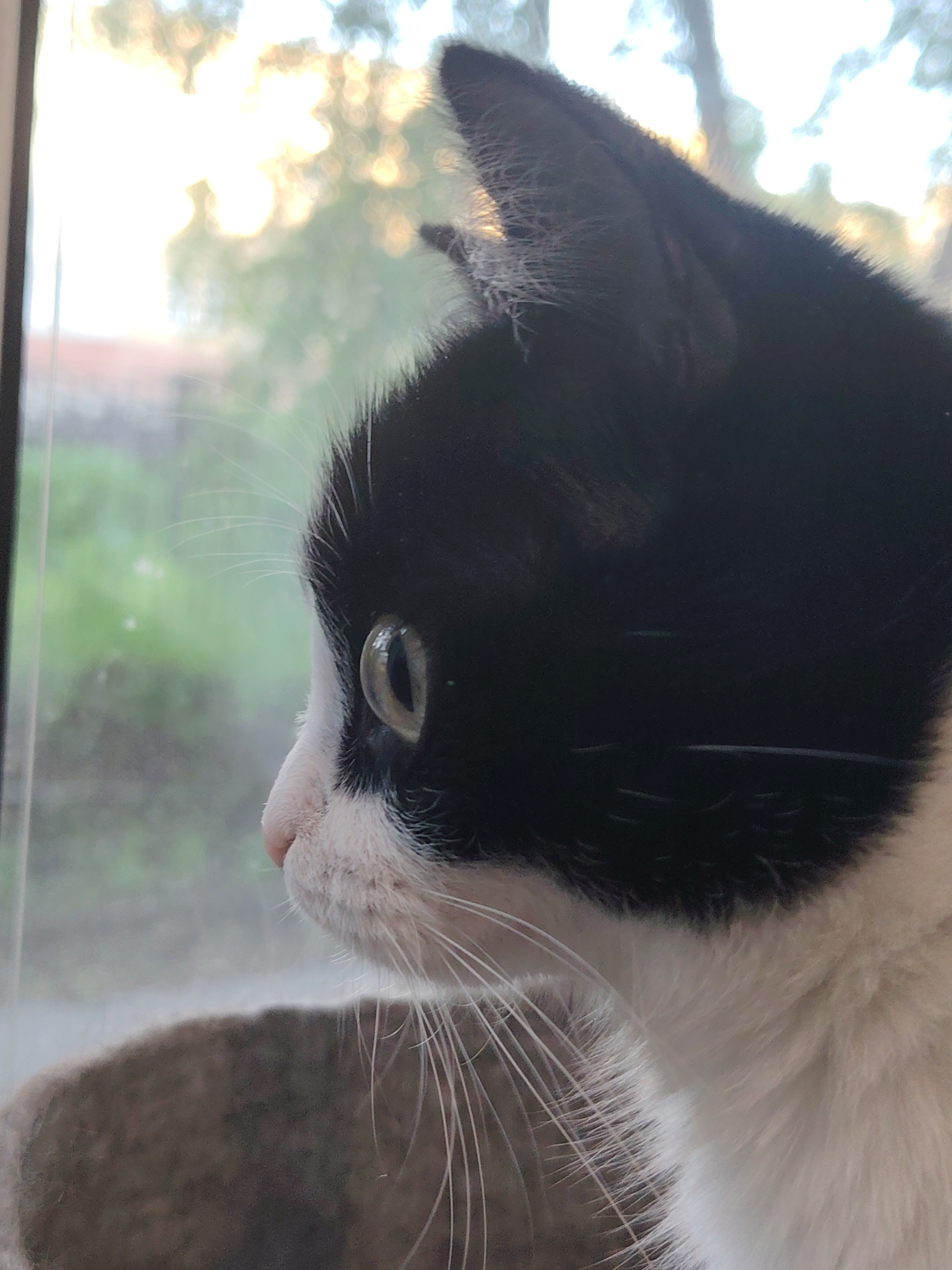 A close-up, side profile shot depicts a black and white tuxedo cat gazing intently out a window. The cat's head and upper chest are prominent, with glossy black fur covering its head and ears, contrasting sharply with the soft white fur on its muzzle, chin, and chest. Its prominent white whiskers extend forward, adding to its focused expression. The cat's eye, a luminous green-yellow hue, reflects the bright outdoor light, indicating its direct gaze outwards.
The scene outside the window is softly blurred, creating a bokeh effect with warm, glowing light that suggests either early morning or late afternoon during golden hour. Bright, circular light sources, likely sunlight filtering through tree leaves, are visible in the background. A hint of green foliage can be seen in the blurred mid-ground. A vertical window frame runs along the far left edge of the image. Below the cat's head, a textured, grayish-brown surface is visible, possibly a window sill or a cat's resting spot. The cat appears calm and contemplative, engaged in the typical feline activity of observing the outside world. No text is visible in the image.