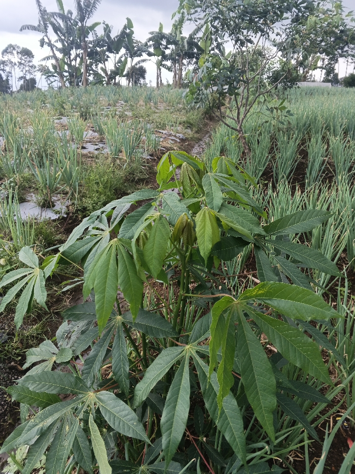 The scene is an agricultural field in Ngọc Tụ, Vietnam, under an overcast sky. A large cassava plant with prominent dark green, palmate leaves dominates the immediate foreground. The midground displays parallel rows of cultivated green onion-like crops, planted in dark soil partially covered by white plastic sheeting, and bisected by a narrow, muddy furrow. A slender tree with sparse foliage stands on the right midground. In the background, a dense cluster of mature banana trees with broad green leaves is visible, extending to more distant foliage and trees beneath a uniformly grey, clouded sky. No individuals, activities, or interactions are present.