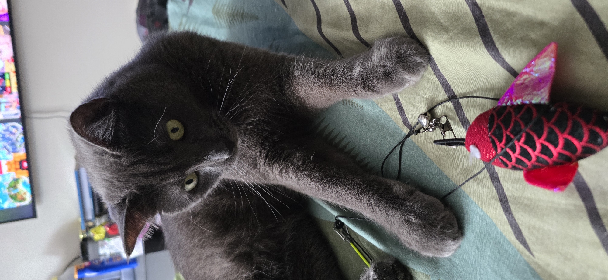 A grey domestic cat, identified by its solid grey fur and green eyes, is depicted in an indoor residential setting, resting on a striped fabric surface in Unknown, Unknown. The cat's head is angled downward and slightly to the right, directing its gaze towards a red and black fish-shaped toy positioned in the foreground. One of the cat's front paws is extended towards the toy. The toy features a red base with black scale patterns and iridescent pink fins, connected by a black string to a small silver bell and a metal clip. The fabric surface beneath the cat and toy exhibits a pattern of alternating light blue-green and dark greyish-green stripes. In the blurred background, to the left, a blue plastic bottle is visible on a flat surface, alongside other indistinct objects. Centered in the upper background, a wall-mounted television screen displays a mosaic of colorful digital content.