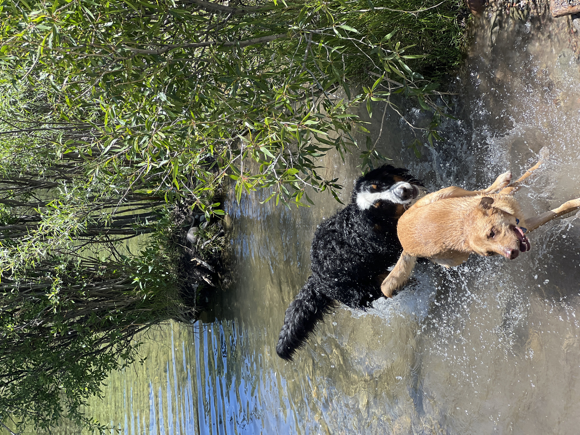 The image displays two dogs actively moving through a shallow body of water in a natural setting within Wilson, United States of America, under bright daylight. In the mid-ground, a black, white, and tan dog, consistent with a Bernese Mountain Dog, is partially submerged, facing the viewer with its head above the water, while its body creates ripples and splashes. Its tail is elevated and visible. In the foreground, a tan-colored Labrador Retriever is captured mid-stride, running through the water, generating significant water splashes around its body. Its mouth is slightly open, with its tongue visible. The water is clear, revealing a light-colored, rocky, and sediment-laden bottom. The far bank of the water body is densely covered with numerous green-leafed bushes and slender trees, likely willows, extending from the water's edge. The vegetation on the right bank appears particularly dense, with some exposed roots and soil at the waterline. The sky is not visible, but strong sunlight illuminates the scene, creating reflections on the water's surface.