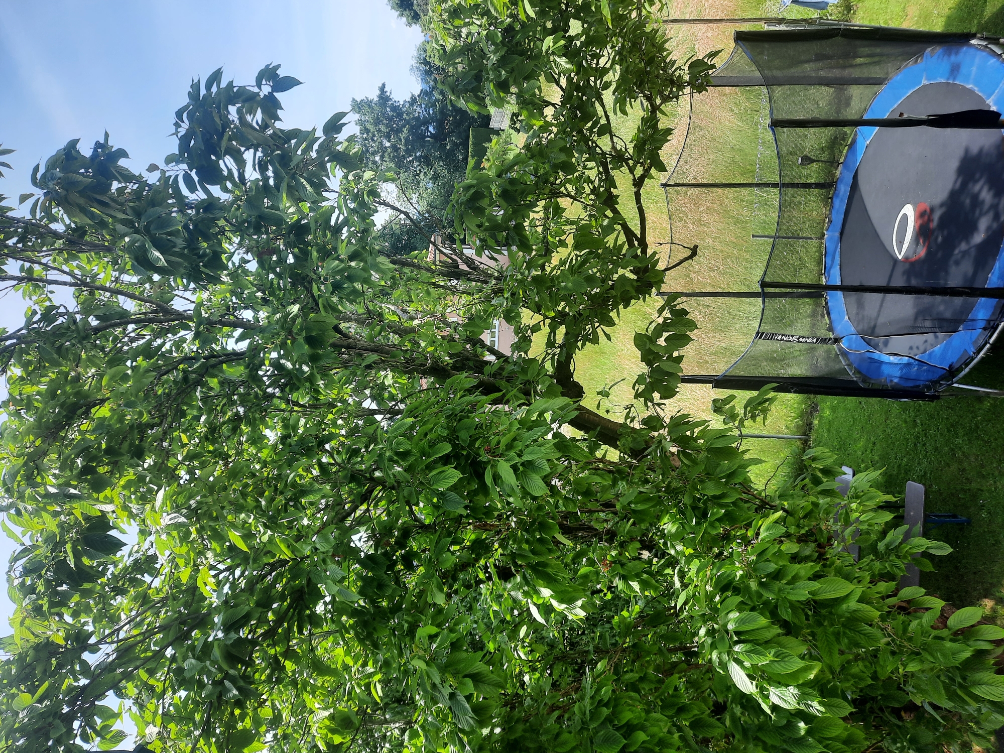 The image depicts a backyard scene in Rosenheim, Germany, on a clear day. A large, leafy tree dominates the left side of the frame, its branches extending over a mown lawn and a trampoline. The trampoline, circular in shape with a black jumping mat and blue padding, is enclosed by a black safety net. A white ring is visible on the trampoline mat. In the background, there is a grass-covered field with tall, dry grass, a fence, and a residential building with a light-colored facade. The sky above is a clear blue.