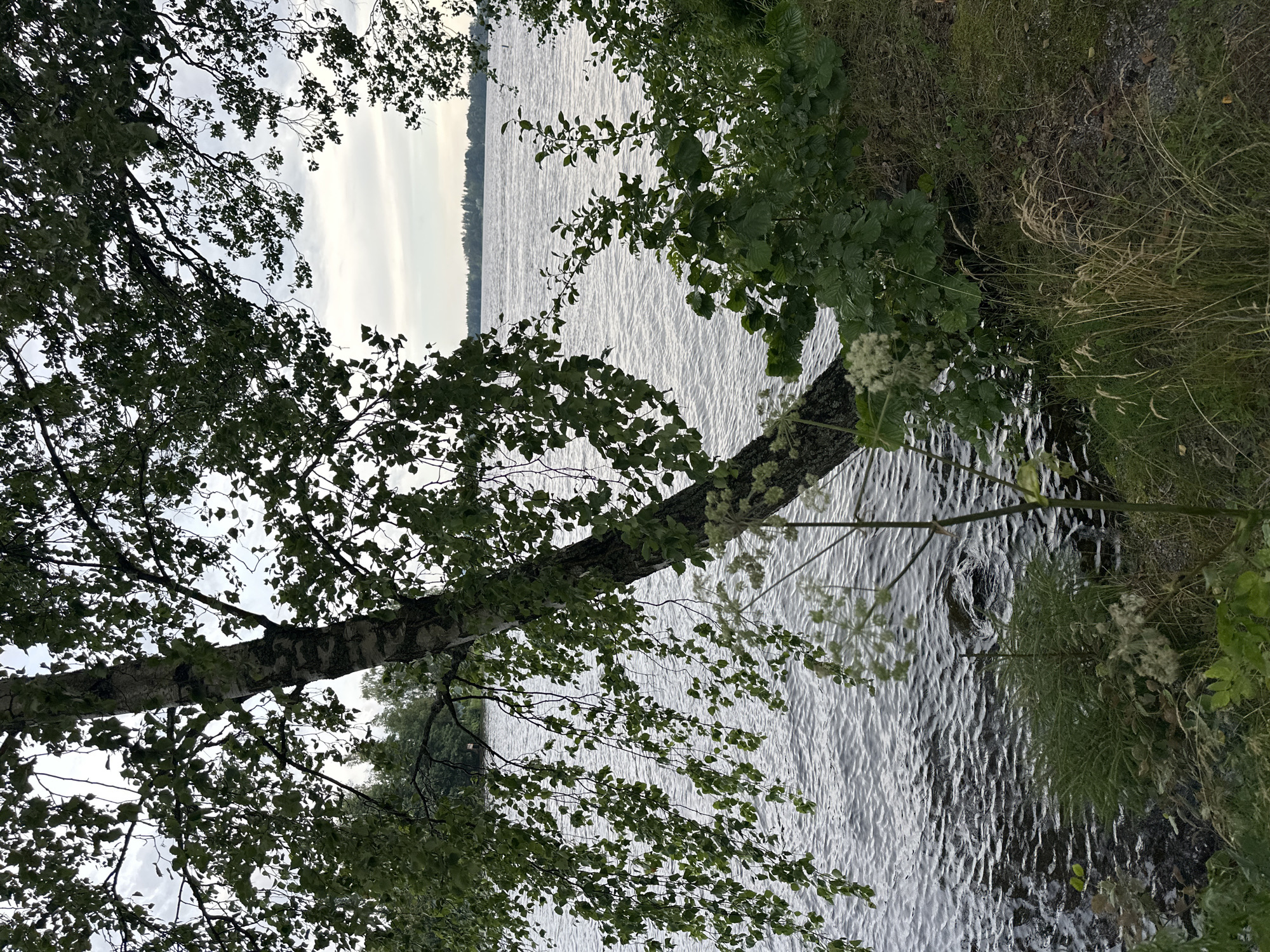 A birch tree with green leaves leans over a body of water. The water is rippling and appears to be a lake or a large river. The shoreline is covered in grass and other vegetation. In the distance, more trees and the sky are visible. The image was taken in Vammala, Finland, near the shore of Lake Rautavesi.