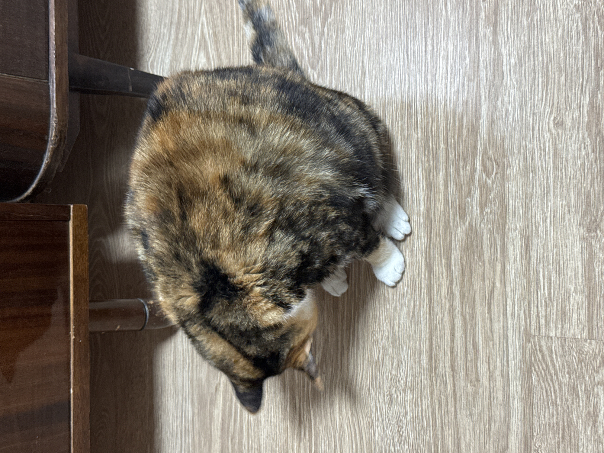 A tortoiseshell cat is positioned on a light-colored, wood-patterned floor, partially adjacent to a wooden chair or table leg. The cat is seen from above, with its tail visible near the top of the frame and its head near the bottom. The cat's paws, which are white, are visible on the right side of the frame. The scene appears to be indoors, with no evidence to indicate its location in the city of Unknown, Unknown.