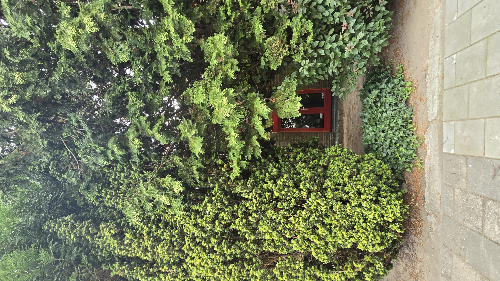 The image depicts a scene in front of a building with a red door, partially obscured by dense green foliage. The foreground shows a paved walkway. The building's exterior appears to be brick. The surrounding vegetation consists of various types of evergreen trees and bushes, with a notable absence of human presence or activity. The natural light suggests it is daytime. The location is identified as Zeddam, Netherlands.