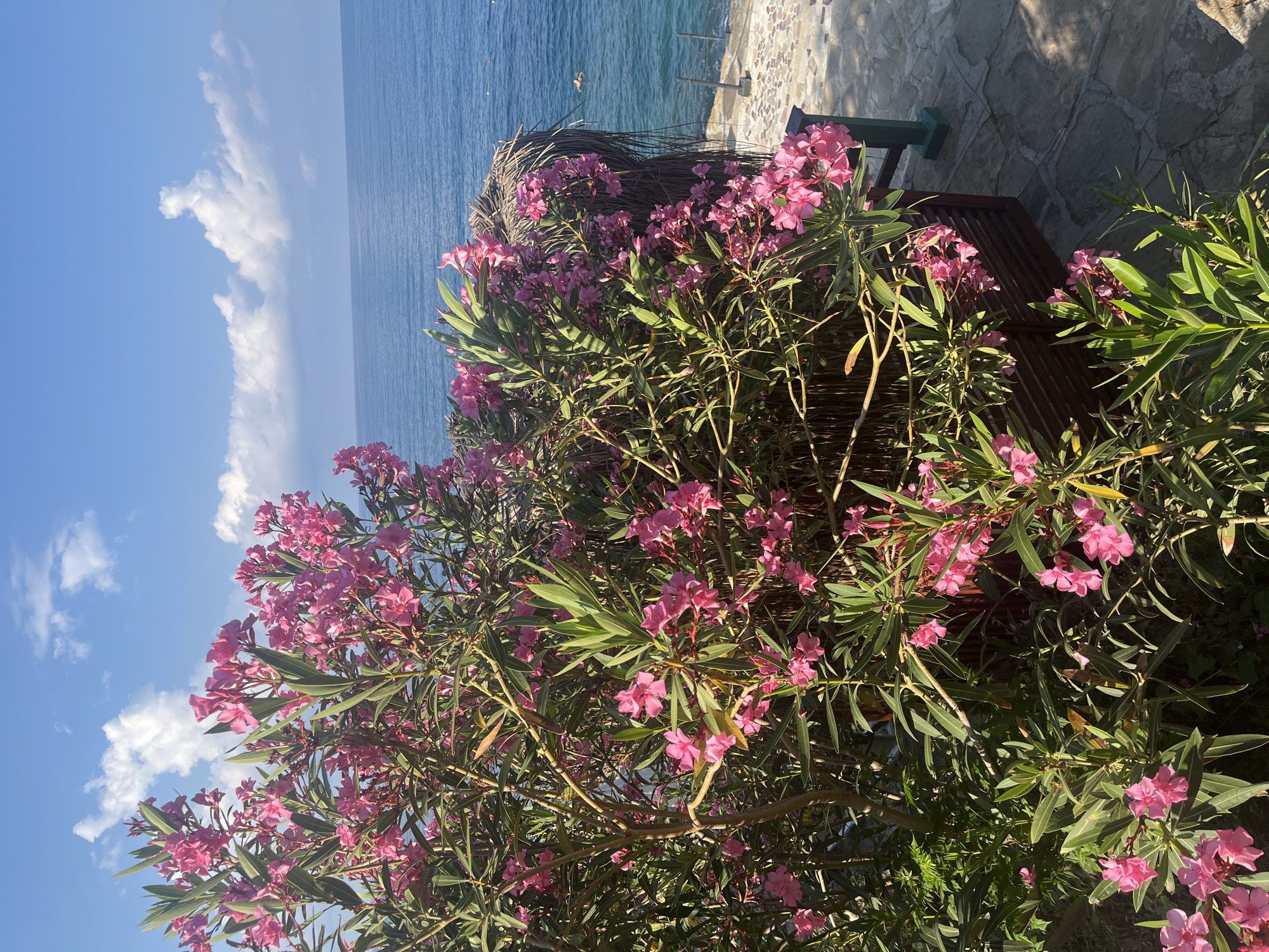 In Alanya, Turkey, a vibrant oleander bush with numerous bright pink flowers and green leaves dominates the foreground. The bush is situated on a stone-paved walkway overlooking the azure Mediterranean Sea. In the distance, the sea stretches to the horizon under a bright blue sky dotted with fluffy white clouds. To the right of the walkway, a section of a thatched-roof structure is visible, suggesting a shaded seating area or cabana. The scene evokes a peaceful, sunny day at a coastal location.