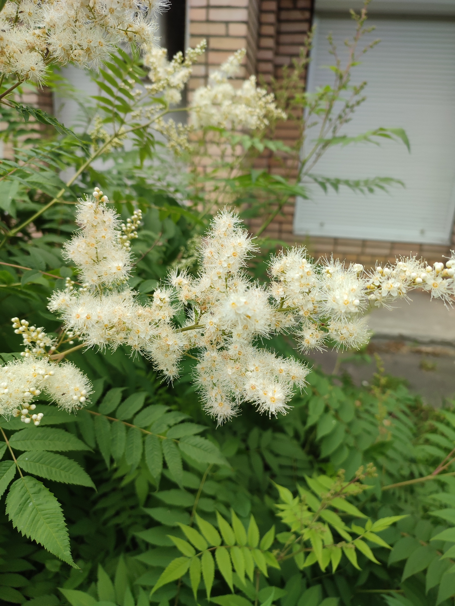 An outdoor vertical, close-up shot showcases a flowering plant with clusters of small, fluffy white blooms and elongated, serrated green leaves. The plant is in focus, with its branches extending across the frame. In the background, slightly out of focus, is a light-colored building with a brick facade and a window with blinds. The overall scene is natural and serene.