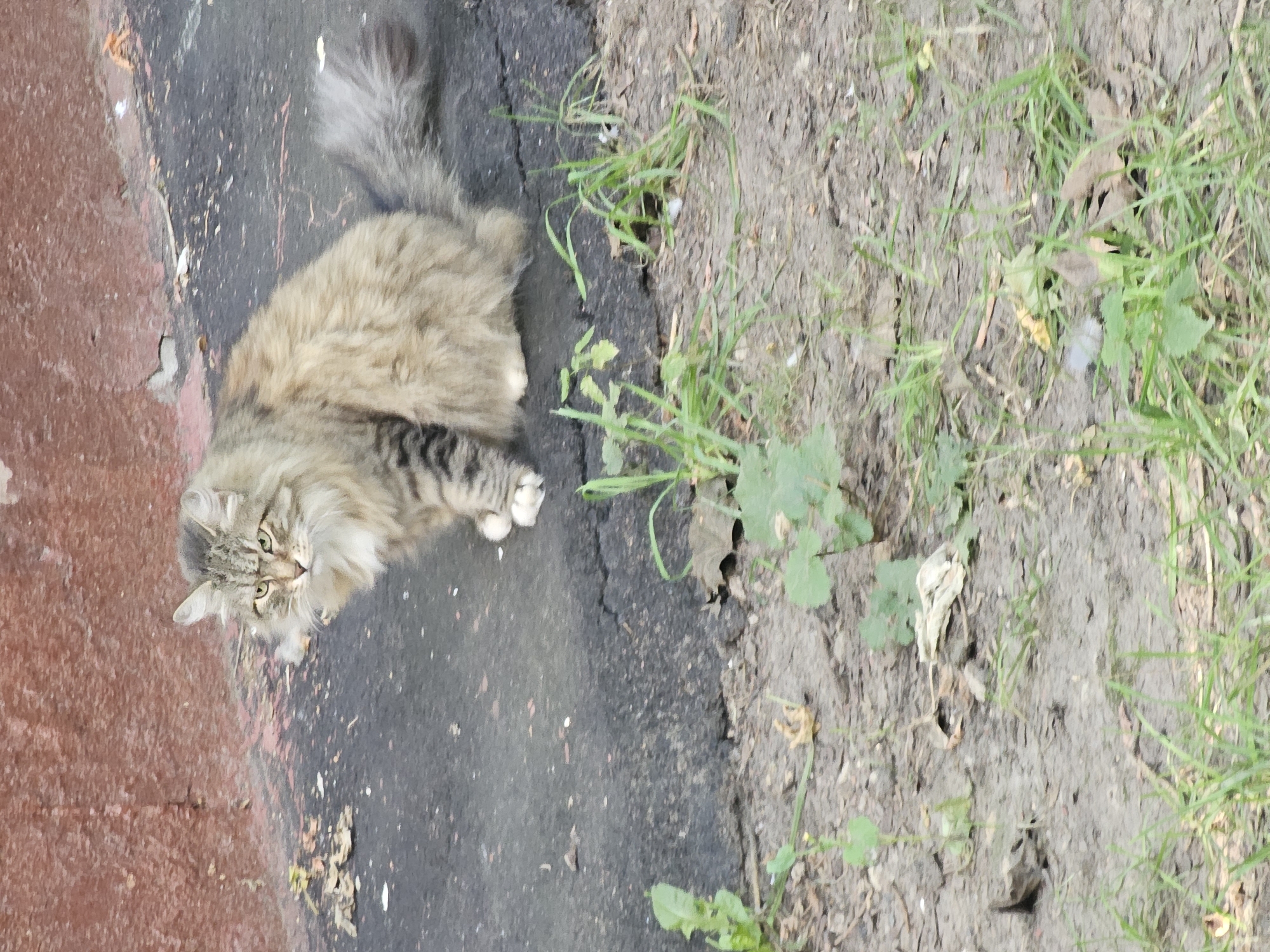 A fluffy, long-haired tabby cat with green eyes sits on a cracked asphalt surface in front of a weathered red brick wall. The cat has a thick mane and a bushy tail. Green weeds and fallen leaves are scattered around the asphalt and on the dirt ground in the foreground. The scene appears to be outdoors in an urban environment, possibly a courtyard or alleyway in Moscow, Russia, given the typical appearance of aging brickwork and asphalt common in the city.