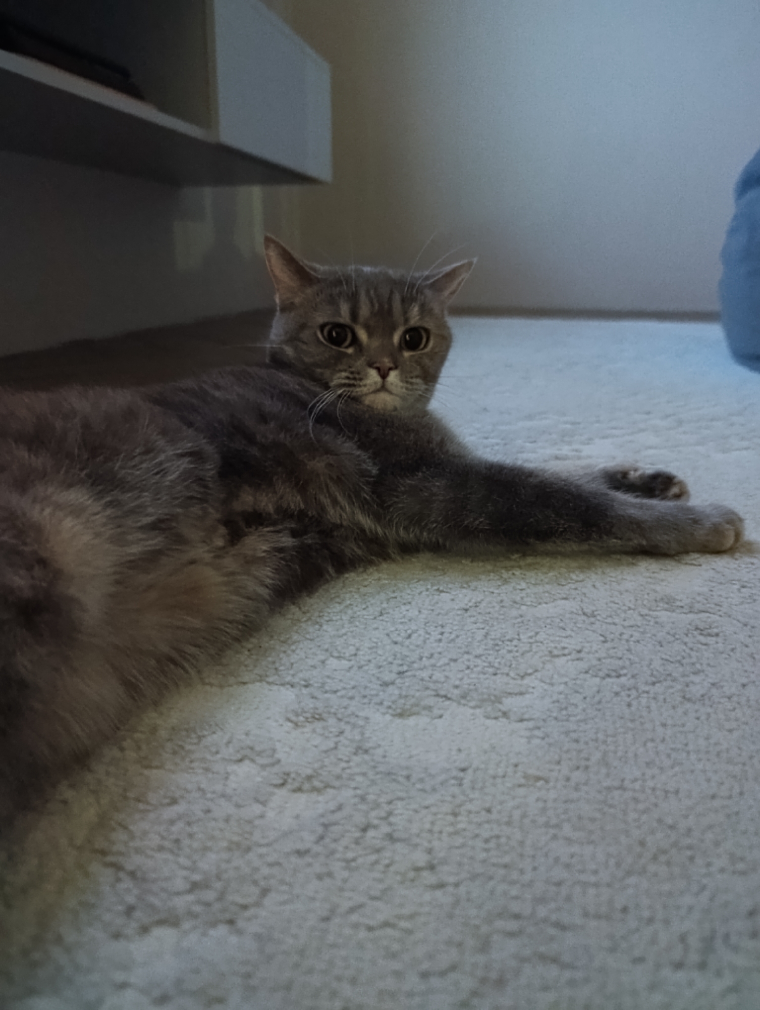 A gray and tan tabby cat is lying on a light-colored carpet. The cat is facing forward with its eyes open. A shelf is visible in the background. The location appears to be indoors. There is no evidence to confirm the location is in Chaikovsky, Russia.