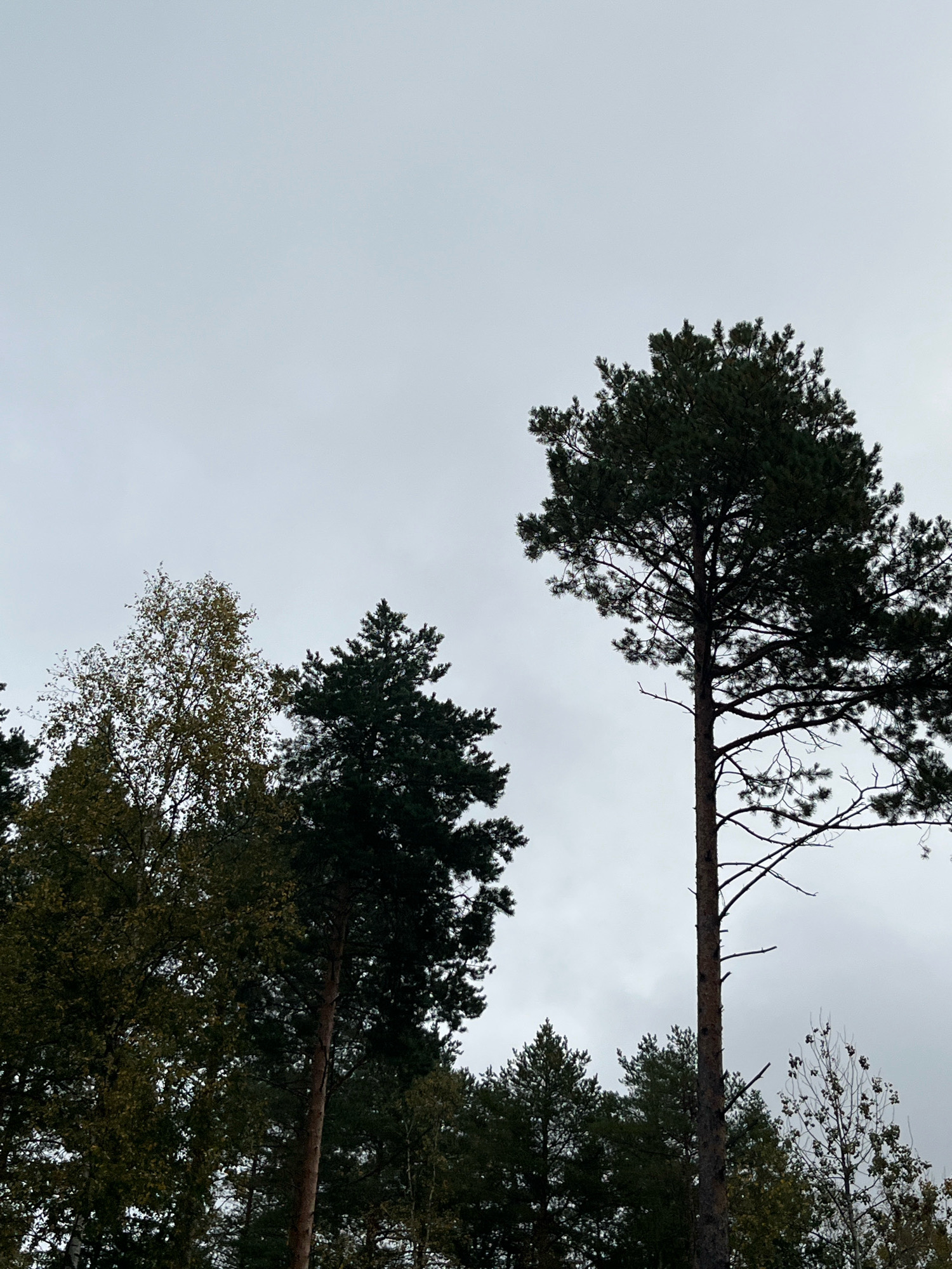 The image shows a view looking up at several trees against a cloudy sky. In the foreground, a tall pine tree dominates the right side of the frame, its dark green needles contrasting with the pale grey sky. To the left, a cluster of trees includes another pine, a birch with some yellowing leaves, and other deciduous trees. The overall impression is of a natural setting, likely a forest or wooded area. The scene is devoid of any people or specific man-made structures. The light suggests it is daytime, but the overcast conditions create a muted, diffused light. The location is identified as Arfa, Russia.