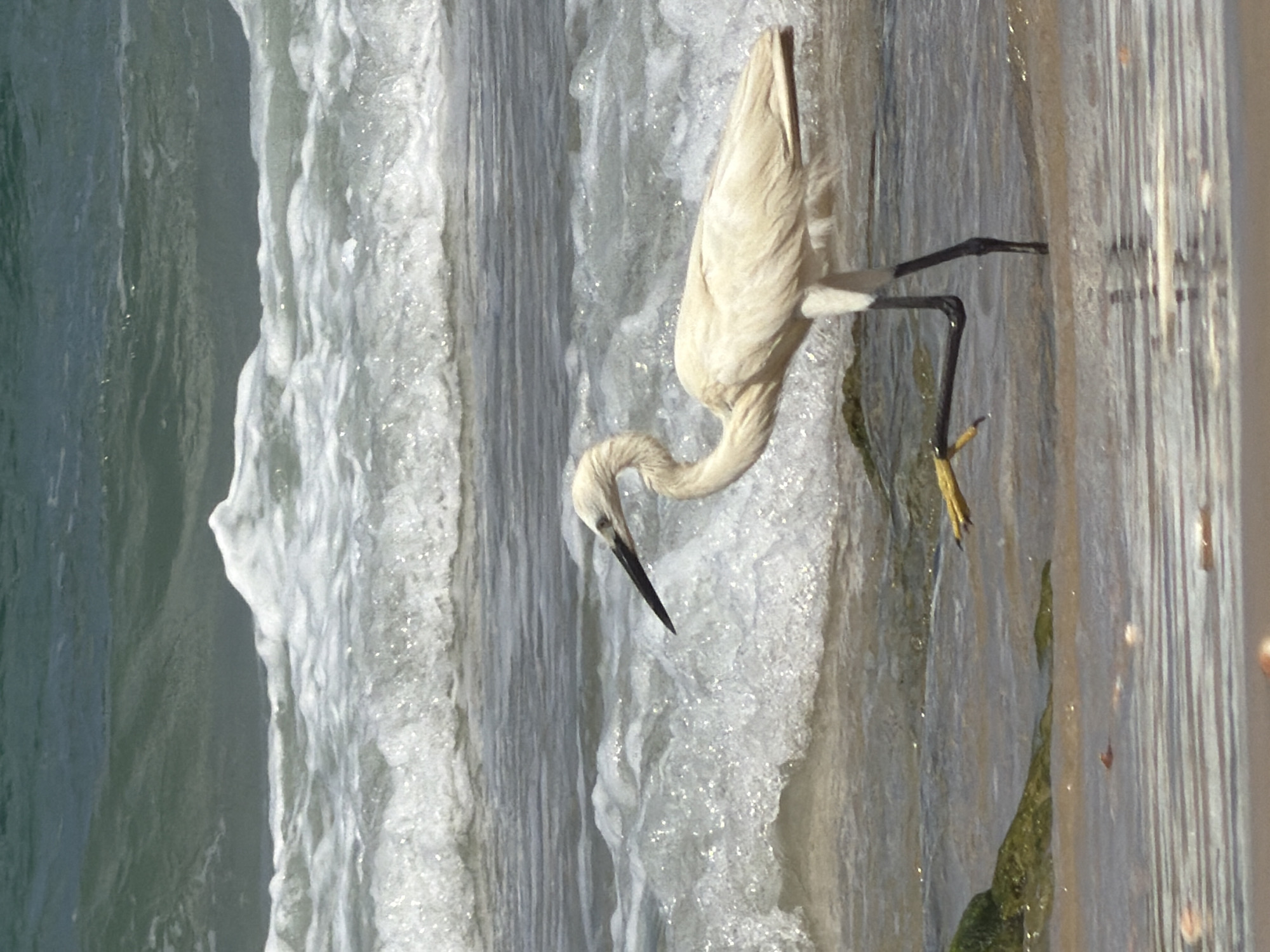 A light-colored heron stands on the shore of the Mediterranean Sea. The heron is facing to the left, with its head and neck bent. Its beak is long and dark. The bird's body is mostly obscured by its bent neck and wing. The heron's legs are thin and black, and one leg is lifted. The background consists of choppy waves and white foam. The water is a mix of green and blue. The scene is set on a beach in Bat Yam, Israel, as indicated by the presence of the Mediterranean Sea.