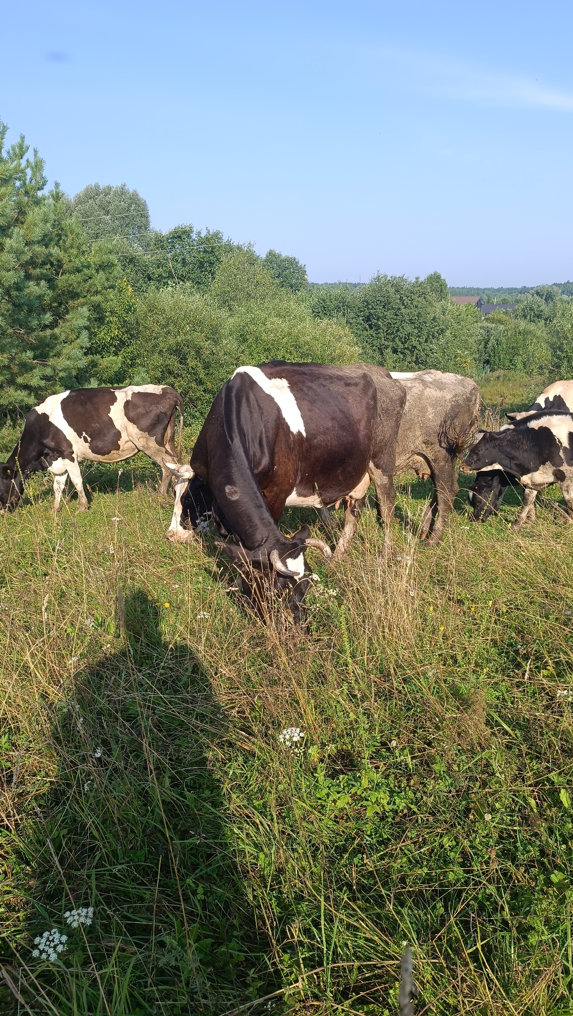 A herd of cows graze in a grassy field under a clear blue sky. In the foreground, several cows are visible, with one large black and white cow in the center bent down to eat. To its left, another black and white cow is also grazing. In the background, a line of green trees forms a backdrop to the scene, with a hint of rural buildings visible in the distance. The sun casts a long shadow of a person onto the grass in the lower left of the image. The location is identified as Karsha, Russia.