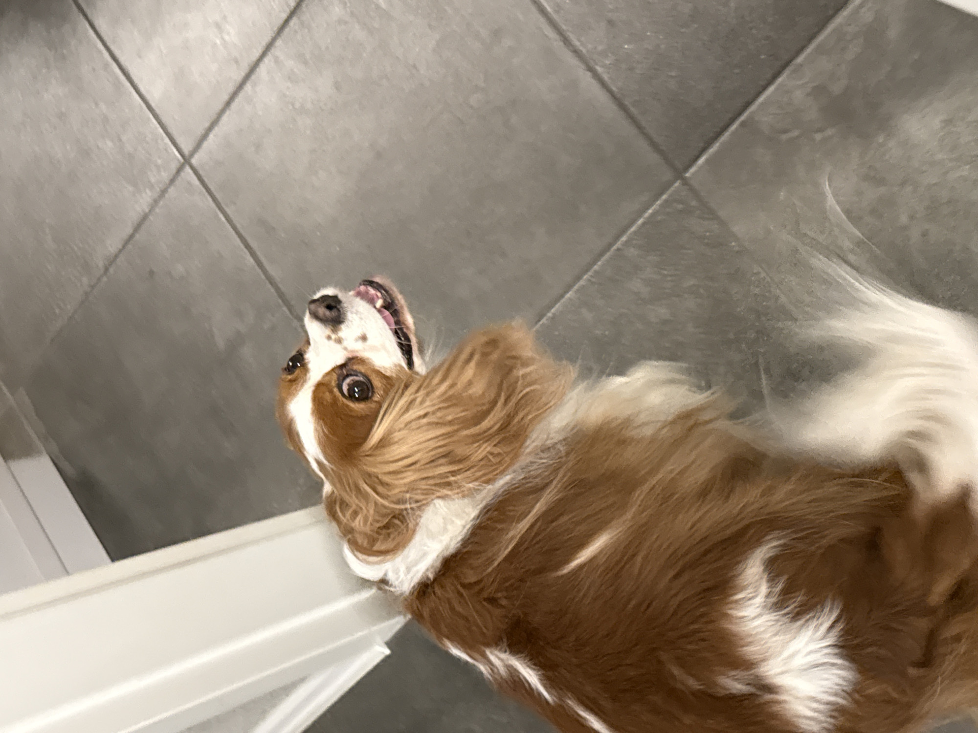 A Cavalier King Charles Spaniel dog lies on gray tile flooring next to a white object, possibly a baseboard. The dog is predominantly brown and white, with its head tilted upwards and mouth slightly open, revealing its teeth. The setting is indoors, with the tiled floor suggesting a bathroom or kitchen. The location is unknown and there is no evidence to suggest Sofia, Bulgaria.