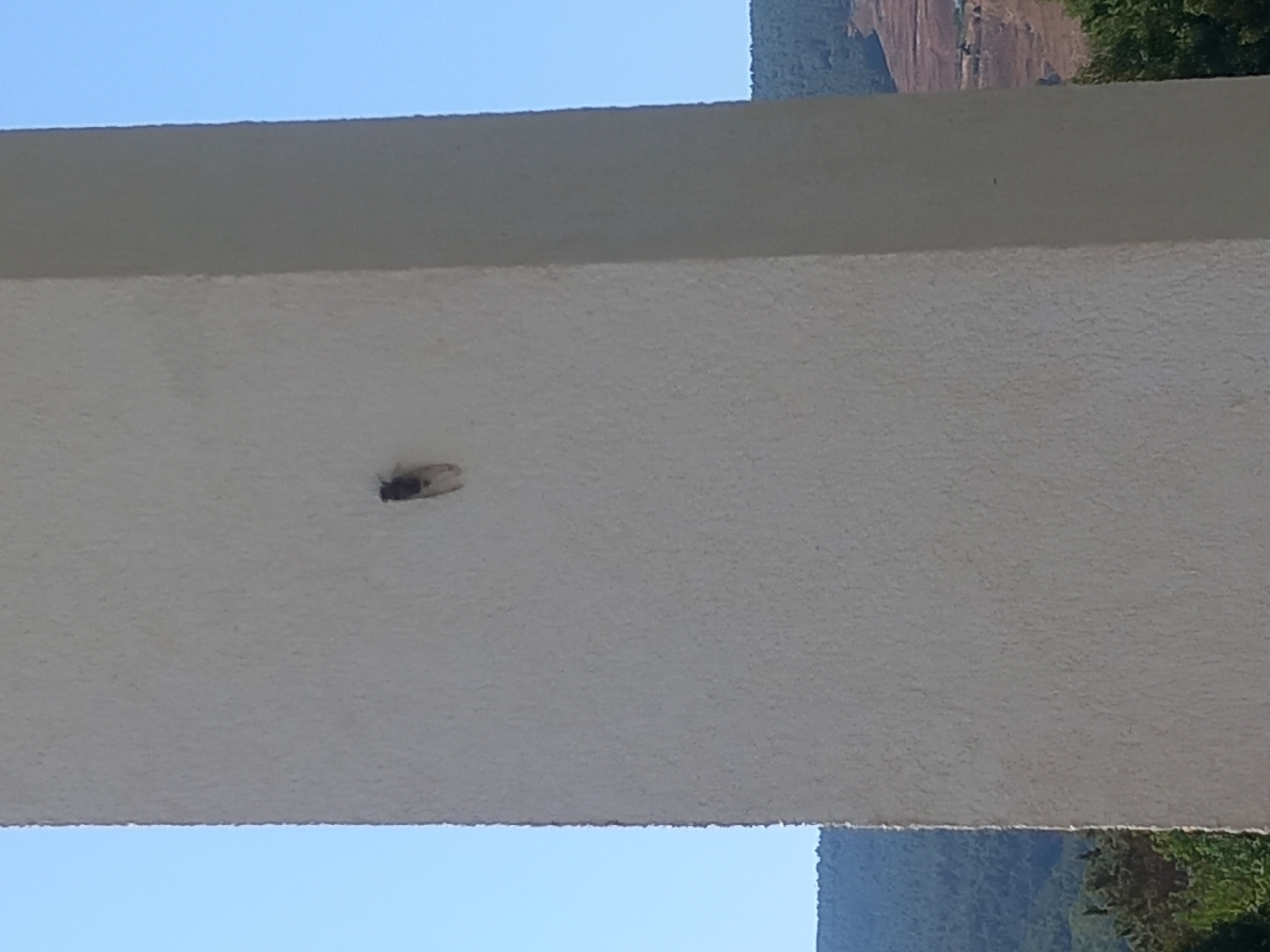 A single cicada is perched on a textured, off-white vertical surface, likely a pillar or wall. The cicada is dark and small, with visible wings. The background is a clear, light blue sky and a distant, tree-covered hillside with terraced fields. The scene appears to be outdoors, possibly in the vicinity of Άγιος Νεκτάριος, Greece, given the landscape. The lighting suggests it is daytime.