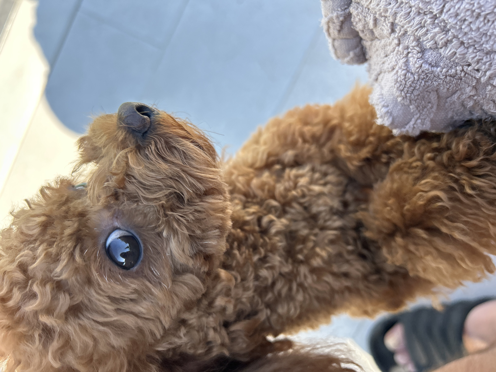 A close-up, upward-angled shot features a brown poodle. The dog's head is tilted back, revealing its dark eye and nose. A light gray towel is partially visible to the right of the dog. The background consists of a light blue surface, and a pair of black sandals are partially visible in the lower right corner. The location is undetermined and cannot be specified as Plovdiv, Bulgaria.