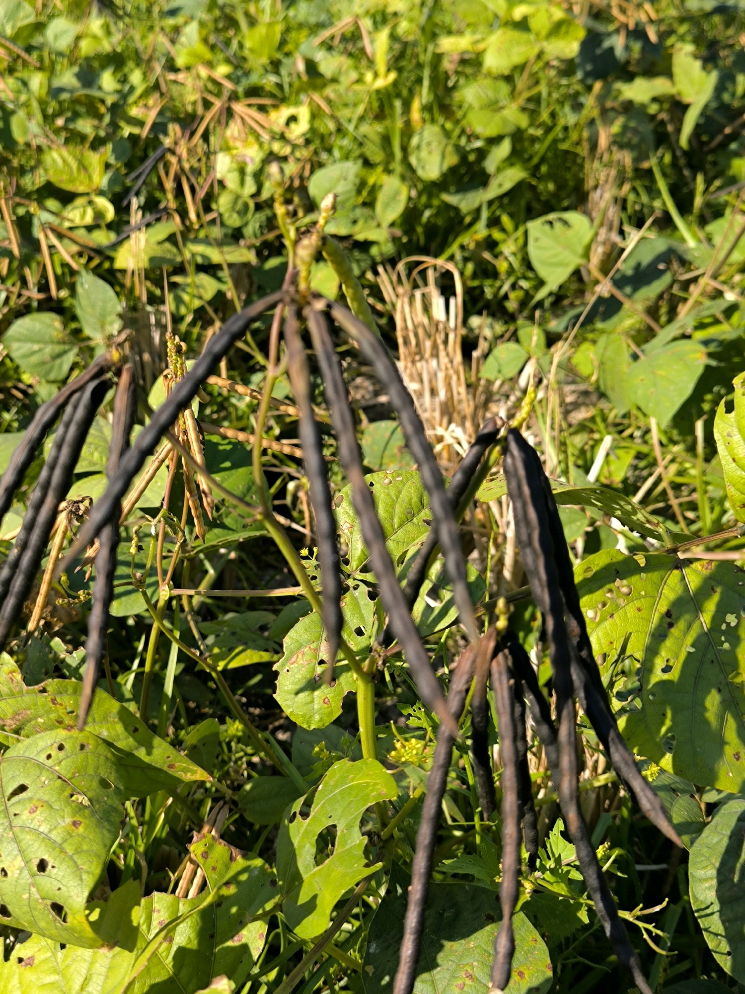 The image shows a close-up view of dry bean pods hanging from a plant in a garden. The bean pods are dark brown to black and appear to be fully mature. The surrounding foliage is lush and green, with some leaves showing signs of damage, possibly from insects. In the background, there are dried stalks of straw or grass. The scene is brightly lit, suggesting it was taken on a sunny day. The image is set in Karanganyar, Indonesia.