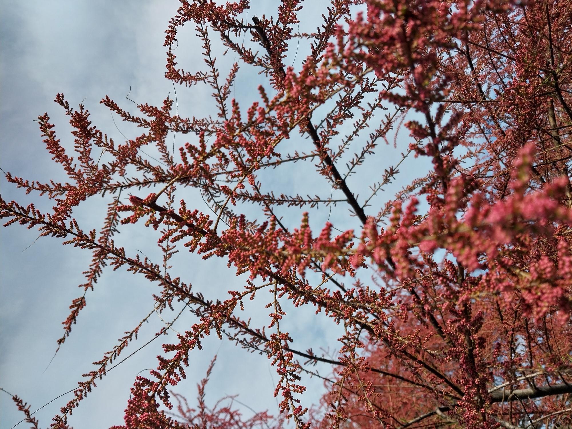 This media file captures a low-angle view looking up through the branches of a flowering tree or shrub against a bright, partly cloudy sky. The main subjects are the numerous slender branches adorned with dense clusters of small, reddish-pink flower buds or very small flowers. The foliage appears fine and delicate, characteristic of a plant like Tamarix (Tamarisk).
The branches crisscross the frame, creating a layered effect. Some branches in the foreground are in sharp focus, revealing the intricate detail of the individual buds, while others recede into a softer blur in the background and along the edges, lending depth to the image. The buds themselves are tightly packed along the stems.
The background consists of a clear, light blue sky with soft, wispy white clouds scattered across it, suggesting daytime, likely morning or early afternoon. There are no visible people or man-made objects. The overall impression is one of natural beauty and the freshness of a blooming plant. Given the context, this scene is set in Sochi, Russia. No text is visible in the image.