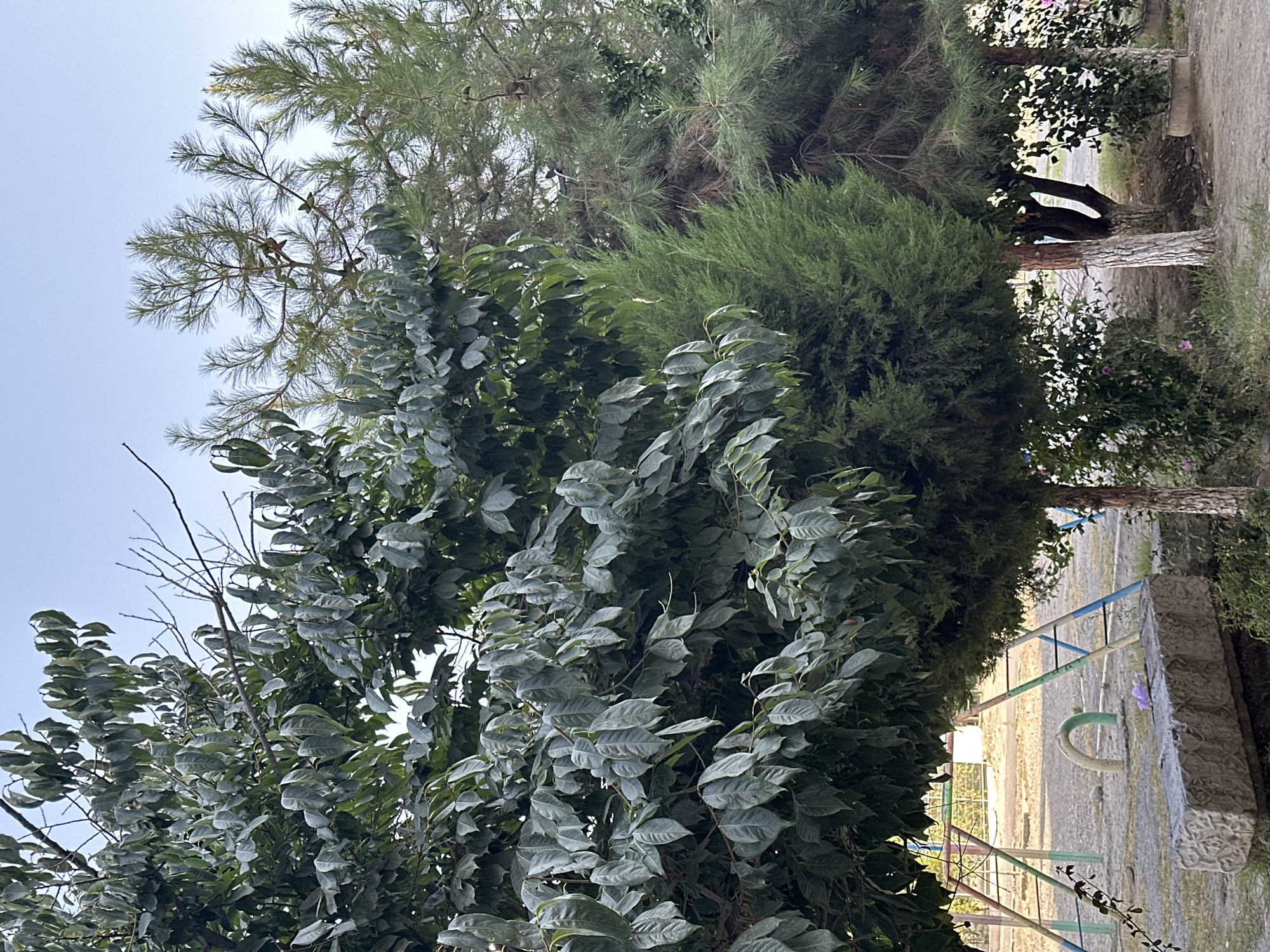 The image shows an outdoor scene with several trees in the foreground and midground. On the left, a large deciduous tree with broad green leaves dominates the frame. To its right, a tall evergreen tree, likely a pine, with needle-like leaves and sparse branches is visible, and to its right, a smaller, denser evergreen tree, possibly a cypress, is present. The ground appears to be a dirt or gravel surface. In the background, there are glimpses of playground equipment, including colorful metal structures, suggesting the location is a park or a schoolyard. A long, stone bench with intricate carvings sits in the lower left portion of the image. The sky is clear and pale blue, indicating daylight. The environment is consistent with a park area within Fergana City, Uzbekistan. There are no people visible in the image.