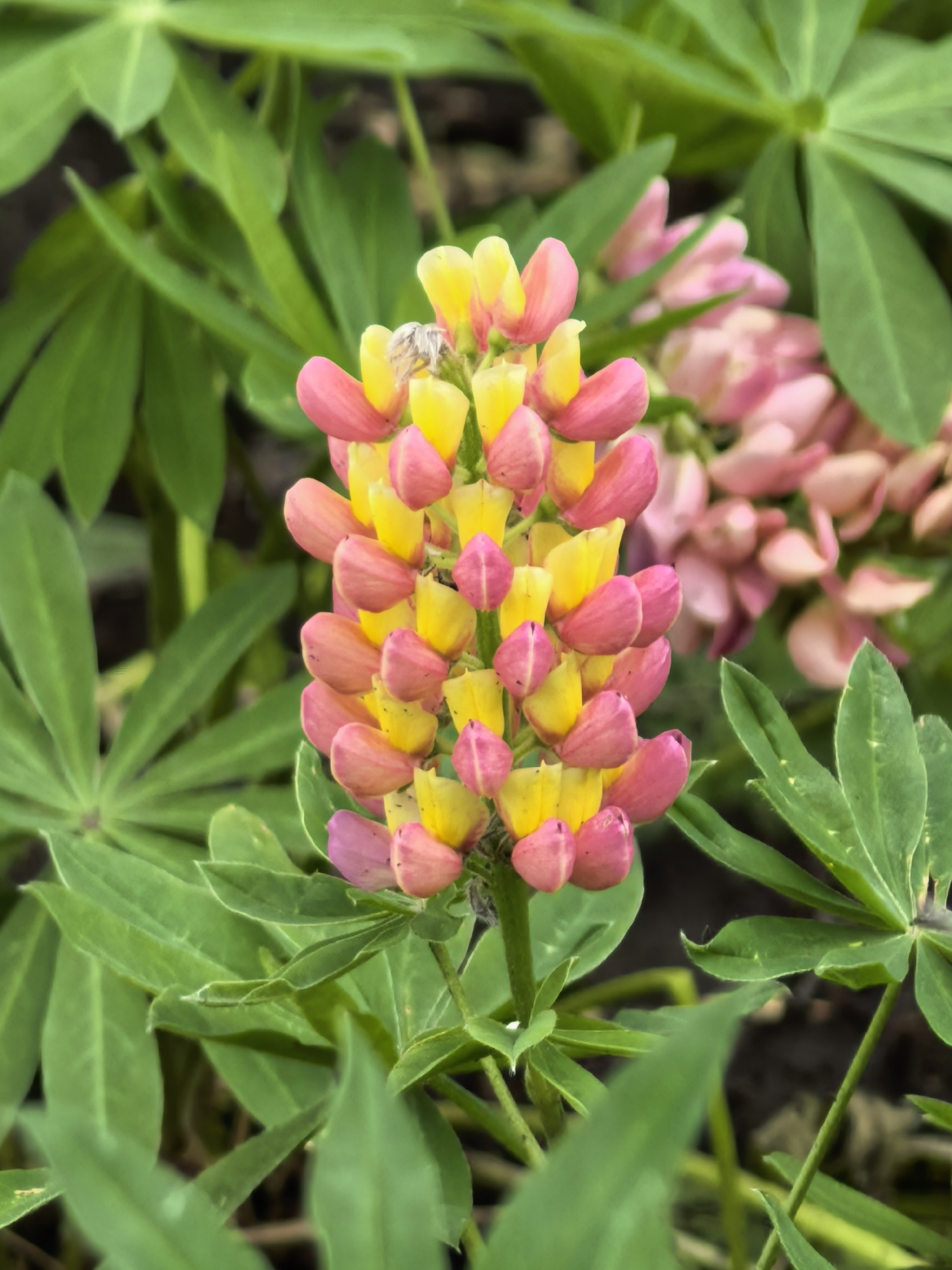 The image presents a close-up view of a vibrant lupine flower spike in an outdoor setting, likely a garden or natural landscape. The prominent flower features numerous individual blossoms densely arranged along a central stalk, displaying a striking bicolor pattern of bright yellow and vivid pink. The yellow flowers tend to be more open, contrasting with the slightly more compact pink buds.
Lush green, palmate leaves characteristic of lupine plants frame the central flower spike, appearing both in sharp focus in the foreground and blurred in the background. In the softly focused mid-ground, a cluster of additional pink lupine flowers is visible, suggesting a larger bed of these plants. A tiny, light-colored insect, possibly a spider or a small pest, is subtly present on one of the yellow flowers near the top of the main spike.
The scene is bathed in natural daylight, suggesting a clear or partly cloudy day, possibly morning or early afternoon, given the soft illumination and lack of harsh shadows. The shallow depth of field effectively highlights the colorful flower spike. No human activity or visible text is present. The setting is located in Sterlitamak, Russia, showcasing the natural beauty of blooming flora.