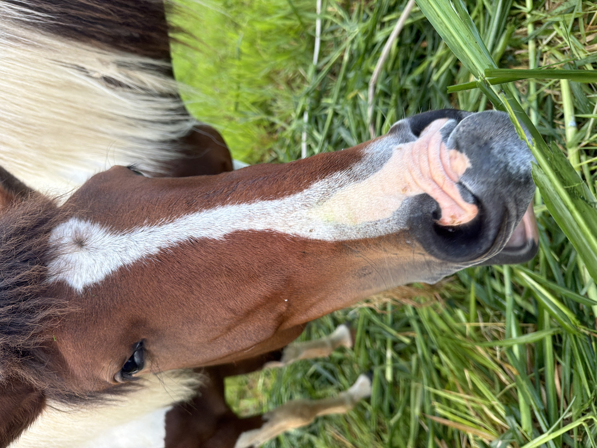 A close-up, eye-level shot shows the head of a brown and white horse in a grassy field. The horse's muzzle is in the foreground, with its nose and mouth visible as it appears to be eating grass. A white blaze runs down the center of its forehead. In the background, the horse's body and legs are partially visible, along with lush green grass and foliage. The scene is set outdoors in what appears to be a rural or natural environment, likely the outskirts of Da Lat, Vietnam, a region known for its agricultural landscapes and rolling hills.