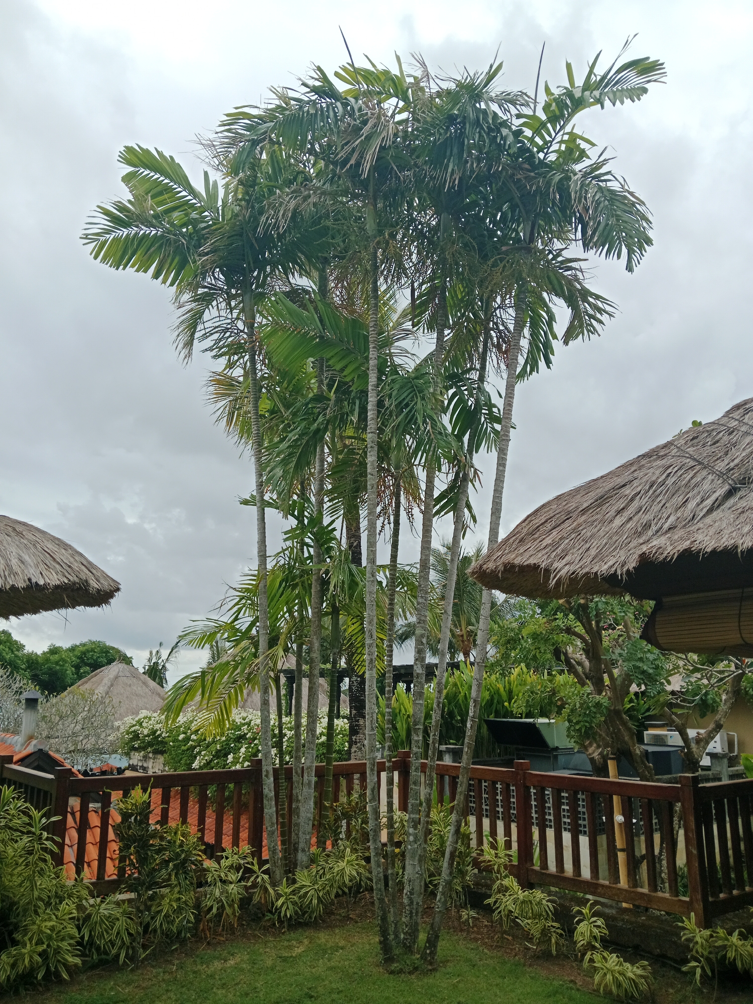 In Kuta Selatan, Indonesia, this image captures a lush outdoor setting under an overcast sky. The foreground features a manicured green lawn, bordered by a low wooden fence with vertical slats. Several palm trees, with slender, segmented trunks and feathery fronds, dominate the center of the frame. To the left, a thatched umbrella casts a shadow over the lawn. Behind the fence, more vegetation is visible, including leafy bushes and clusters of white flowers. In the background, traditional Balinese-style buildings with thatched roofs are nestled amongst the greenery. The overall scene suggests a tranquil resort or residential area.