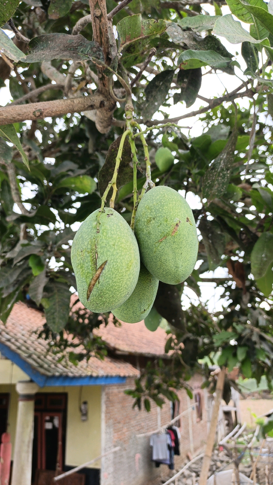 In Desa Kalijeruk, Indonesia, a close-up shot focuses on three unripe green mangoes hanging from a tree branch, their skin speckled and showing a few brown blemishes. The mangoes are the primary subjects, occupying the central part of the frame. Behind them, the background is softly blurred, revealing the green foliage of the tree and glimpses of a traditional house with a terracotta-tiled roof and light yellow walls. The house features a blue trim above a doorway. The overall scene captures a moment of natural growth in a rural Indonesian setting.
