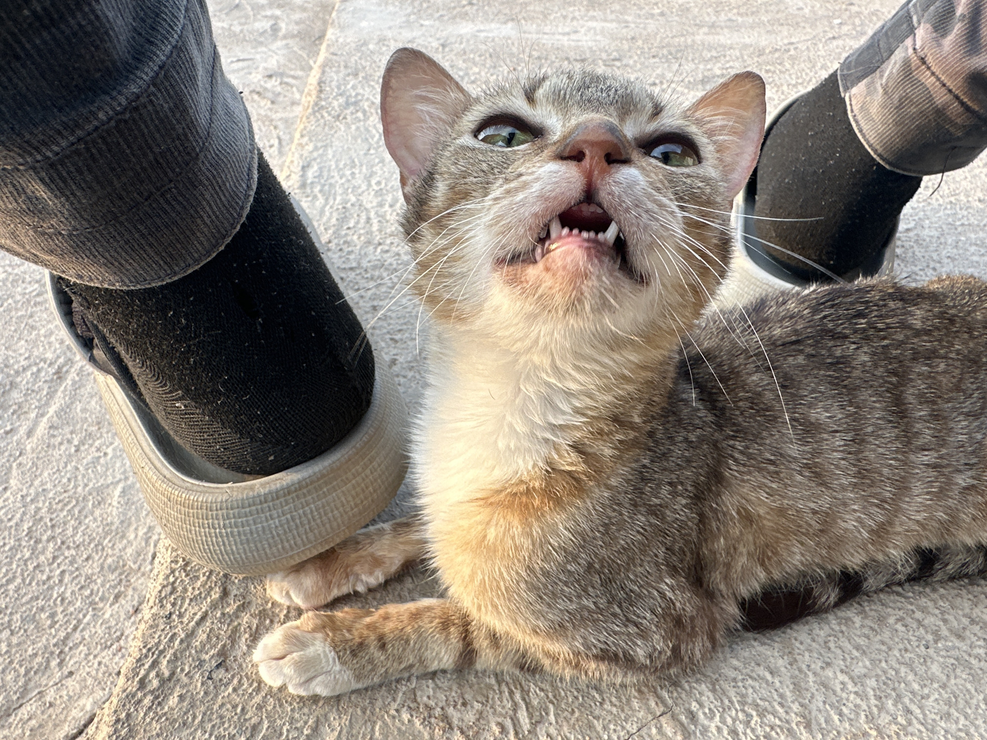 A tan and grey tabby cat lies on a light-colored, concrete surface. The cat is positioned between a person's legs, near their shoes. The person is wearing black shoes with a light-colored rubber sole and dark pants. The cat's mouth is open, showing its teeth. The image was taken during daylight in Jos, Nigeria.
