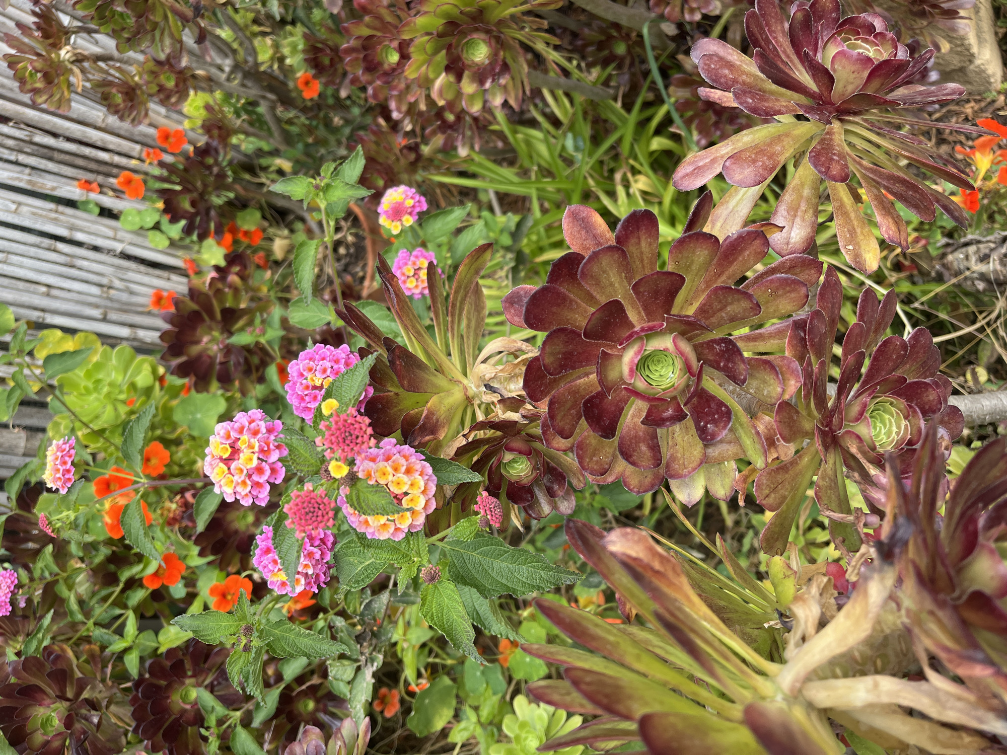 The image shows a garden in Santeru/San Vero Milis, Italy. A variety of plants are present including dark red/purple Aeonium succulents, pink and yellow lantana flowers, and small orange flowers. In the background is a bamboo fence or wall. The plants are densely packed together.
