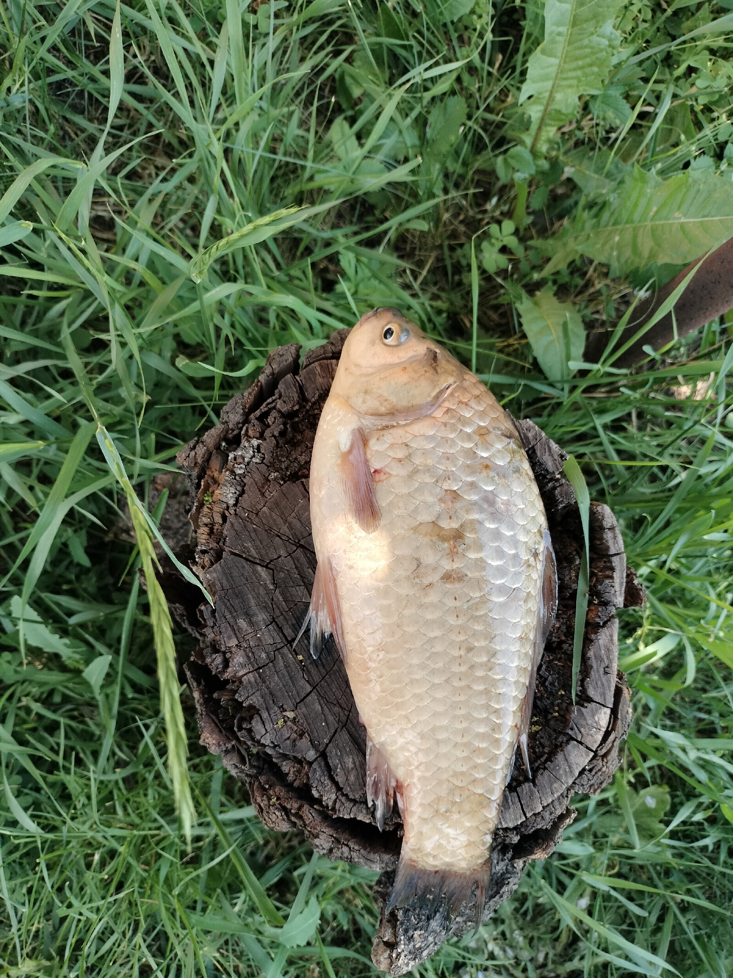 A whole, light-colored fish with visible scales and a dark tail lies on a rough, dark brown tree stump. The fish is positioned lengthwise on the stump, with its head to the top left and its tail to the bottom right of the frame. The stump is textured and appears weathered. Surrounding the stump is vibrant green grass, with some blades extending onto the stump itself. The lighting suggests an outdoor, daytime setting. There are no people visible in the image. The image appears to have been taken in Lykhove, Ukraine.