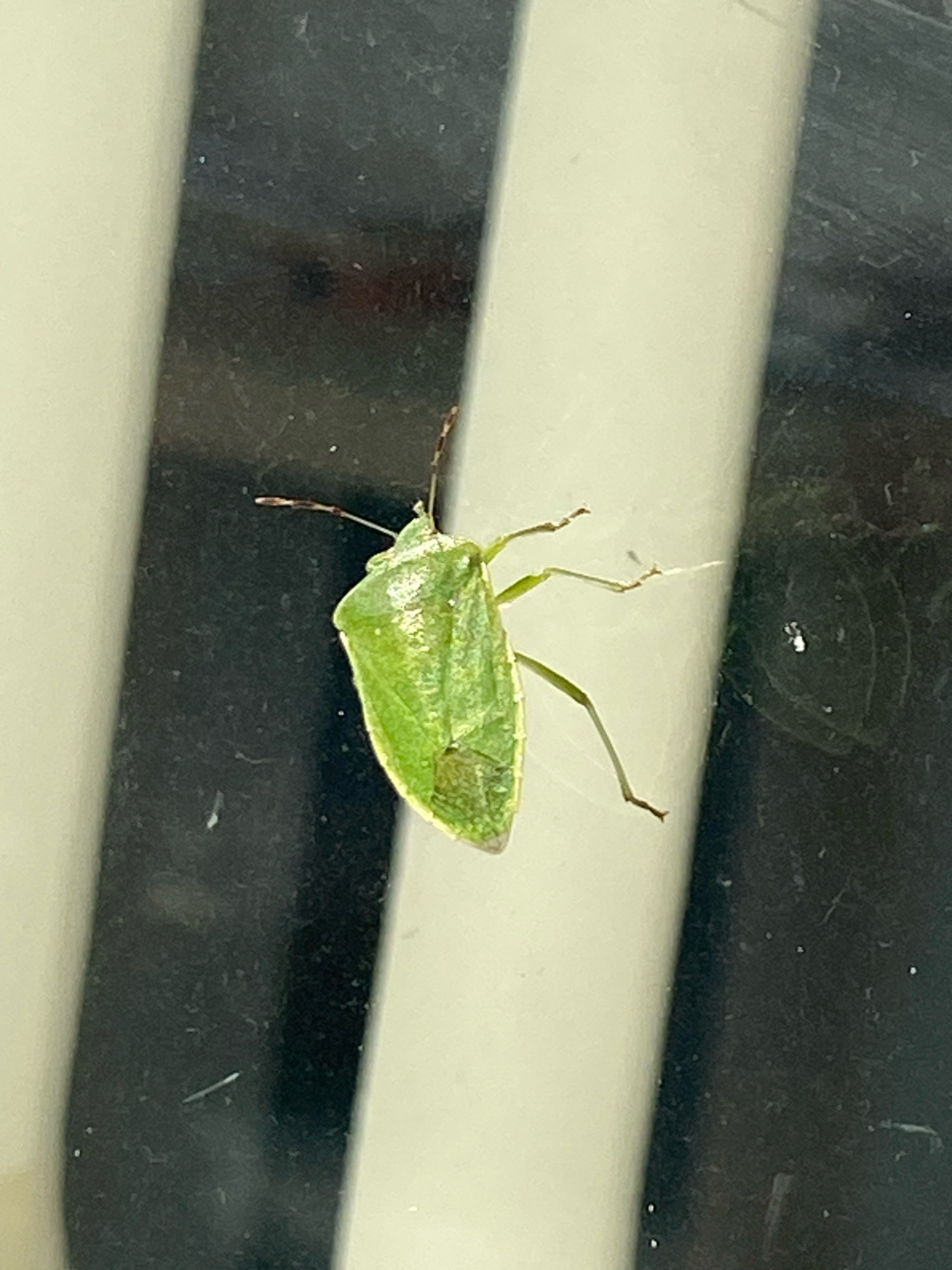 A bright green shield bug is clinging to a surface that appears to be a window with dark and light vertical stripes. The bug is positioned diagonally, facing left, with its antennae extended. Its body is oval-shaped and slightly textured. The background consists of blurry vertical bands of black and white, suggesting the bug is on a window or a similar reflective surface. There is no information about the location in Chișinău, Moldova, or any other context beyond the visual details of the image.
