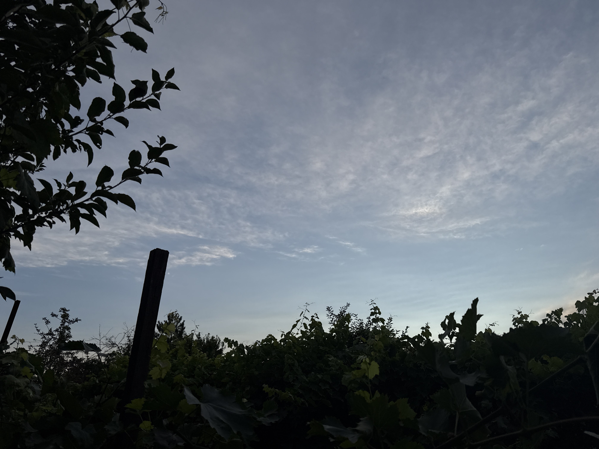 The image depicts a rural or semi-rural scene likely at dusk or dawn. In the foreground, silhouetted against a pale, overcast sky, is a dense line of dark green foliage, suggesting trees, bushes, or a vineyard. Large, broad leaves are visible in the lower right portion of the frame. Two dark, weathered wooden posts, possibly part of a fence or trellis, stand upright amongst the vegetation. The sky above is a gradient of pale blue to gray, with wispy, thin clouds scattered across it. To the left, a branch with dark leaves extends into the frame from the top left corner. The overall impression is one of a tranquil, natural setting, possibly on the outskirts of Vostok, Kyrgyzstan, given the context. There are no people or animals visible in the image.
