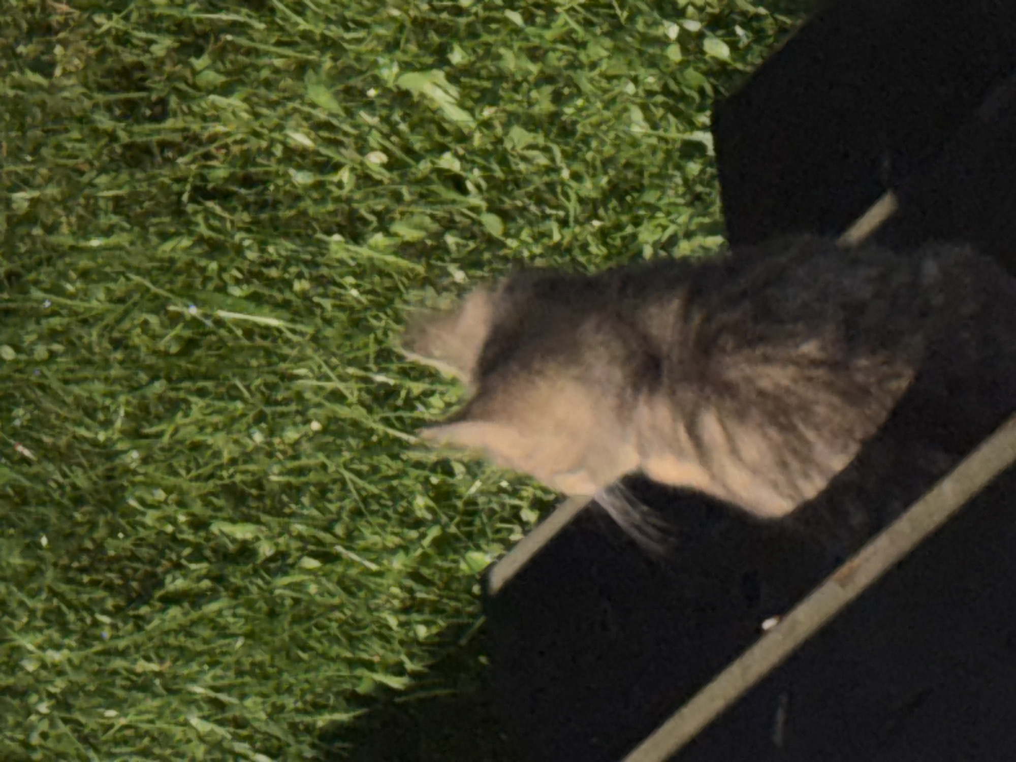 A slightly blurry, high-angle shot shows a tabby cat sitting on a dark wooden surface, possibly a bench or deck. The cat is facing away from the camera, looking towards a bright green grassy area in the background. Sunlight casts a shadow from the cat onto the wooden surface. The scene appears to be outdoors, likely in a park or backyard setting in Zvenigorod, Russia, given the time of year and typical vegetation.