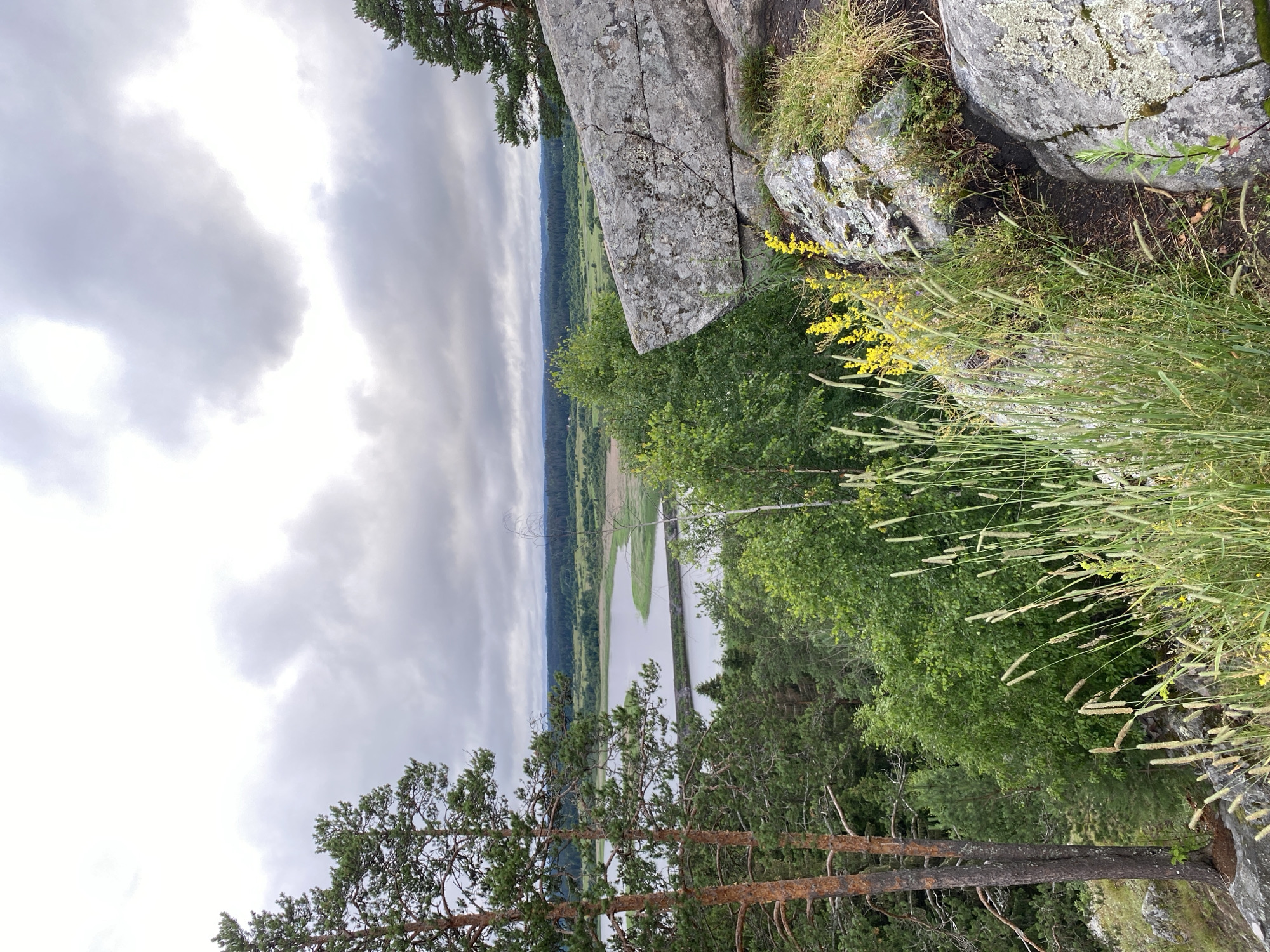 The image depicts a natural landscape view from a rocky outcrop, likely overlooking a body of water and surrounding vegetation. In the foreground, large grey rocks are covered with moss and patches of dry grass. Tall, thin blades of grass and a small cluster of yellow wildflowers grow among the rocks and on the soil.
To the left, two mature pine trees with reddish-brown bark stand prominently. Beyond these trees, dense green foliage of various trees and shrubs dominates the midground, obscuring the lower parts of the landscape.
In the background, a calm, grey body of water stretches across the scene, with a narrow, man-made structure, possibly a dam or a road, spanning its width. The water is bordered by more green vegetation and marshy areas. Further in the distance, rolling hills covered in dark green forests recede into the horizon under a heavily clouded, grey sky. The overall atmosphere is overcast and somewhat muted.
This scene is not in the city of Lakhdenkiulya, Russia.