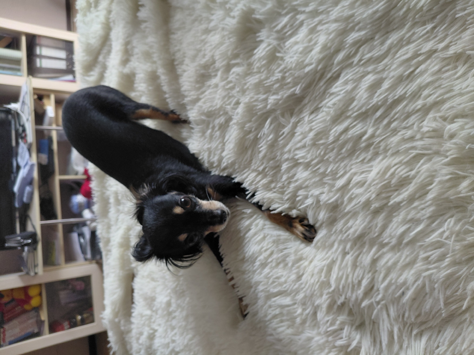 A small, black and tan long-haired dog is stretching on a fluffy white rug in an indoor setting. The dog is positioned in the center of the frame, with its body elongated and front paws extended forward. Its head is turned towards the camera, with large, dark eyes and alert ears. The background shows shelves filled with various items, including books, binders, and decorative objects, suggesting a home environment. The lighting appears to be natural, coming from an unseen source. The scene is static and shows no human presence or interaction.