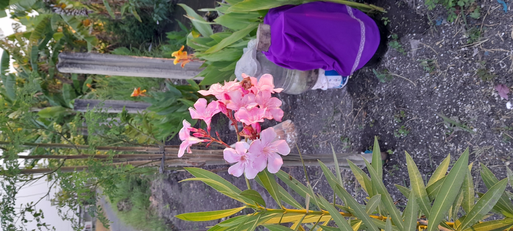 This is a close-up, eye-level shot of a pink oleander flower in Bendungan, Indonesia. The flower is in focus in the foreground, with its delicate petals and green leaves. In the background, out-of-focus, are several concrete posts, banana trees, and a body of water. A purple cloth is draped over a round object to the right of the flower. The ground is covered in gravel and small plants. The overall lighting suggests it is either early morning or late afternoon.