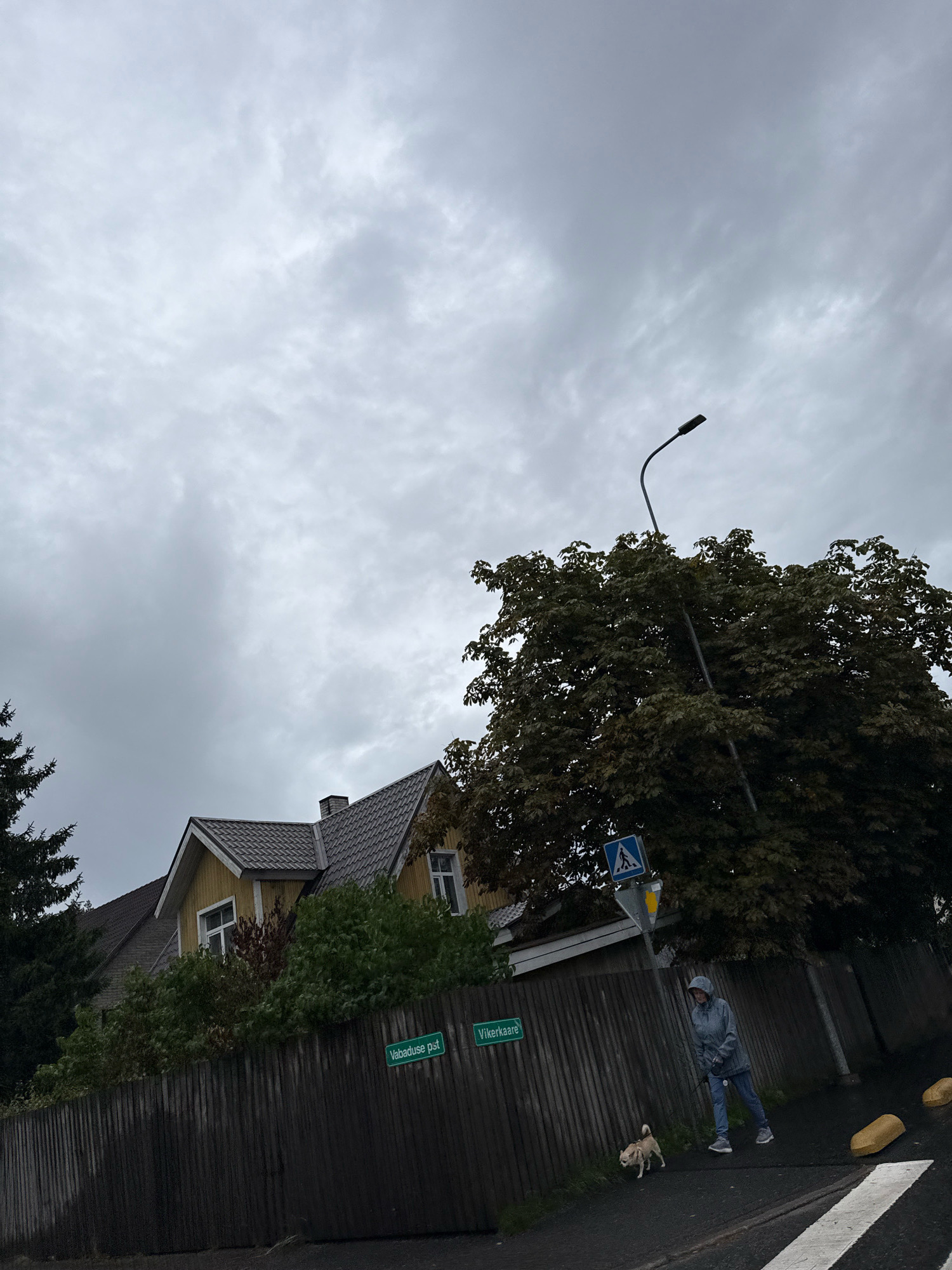 The image depicts a street scene in Tallinn, Estonia, on an overcast day. A person wearing a hooded jacket and jeans is walking a small, light-colored dog on a leash. They are on a paved sidewalk adjacent to a wooden fence. To the left of the fence, a yellow house with a dark grey roof is visible, partially obscured by greenery. A street lamp with a curved pole stands tall near a large tree with dark green leaves. A blue pedestrian crossing sign is mounted on a pole near the street lamp. Two street signs are attached to the fence: one reads "Vabaduse pst" and the other appears to be "Vikerkaare". The ground is wet, suggesting recent rain. The overall atmosphere is somber due to the cloudy sky and the muted colors of the scene.