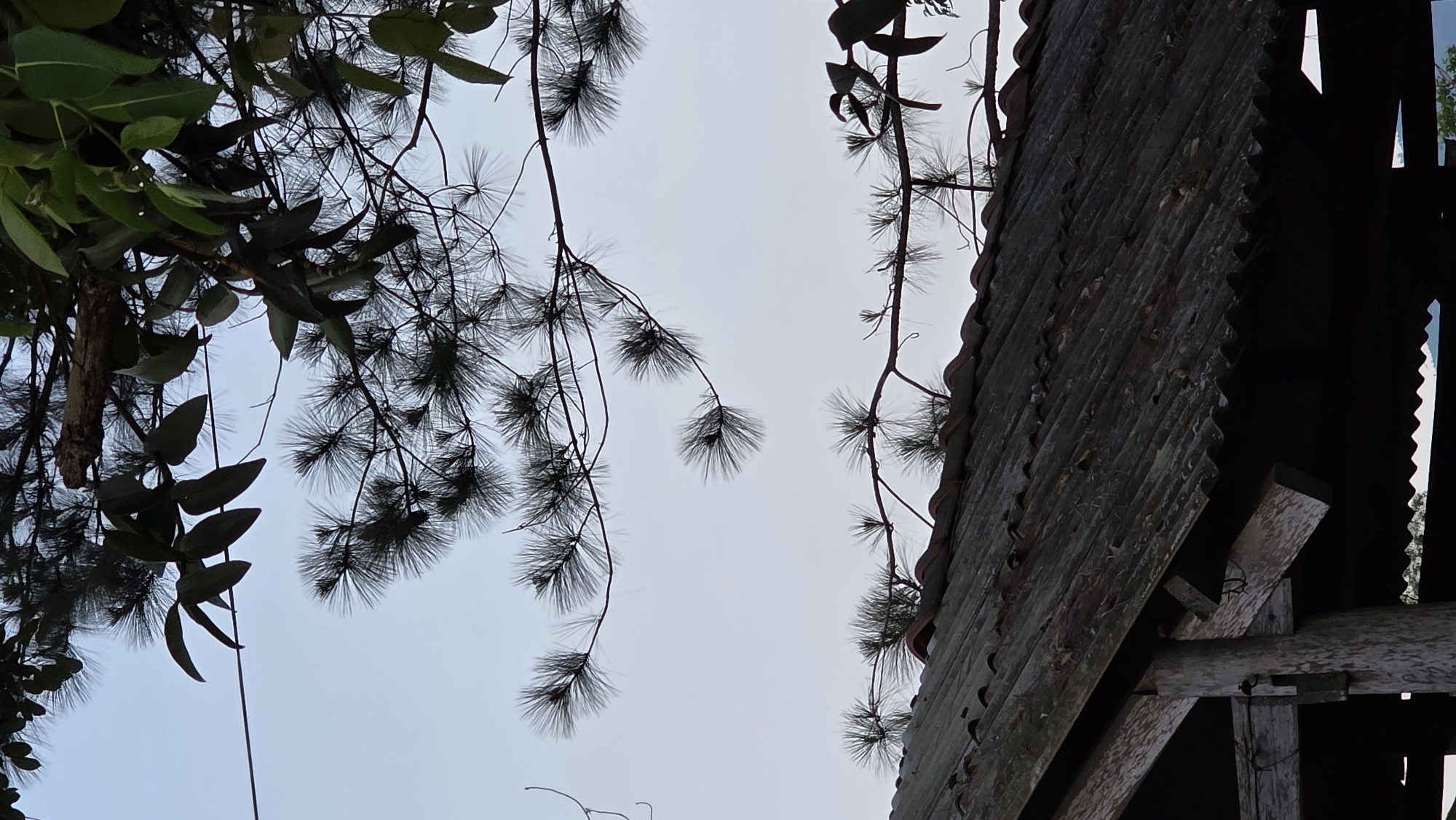 From a low angle, a view upwards captures a corrugated metal roofline to the right, aged and seemingly part of a decaying structure in Ea Tê, Vietnam. Trees are interspersed above the roof, some with slender needles, obscuring the sky.