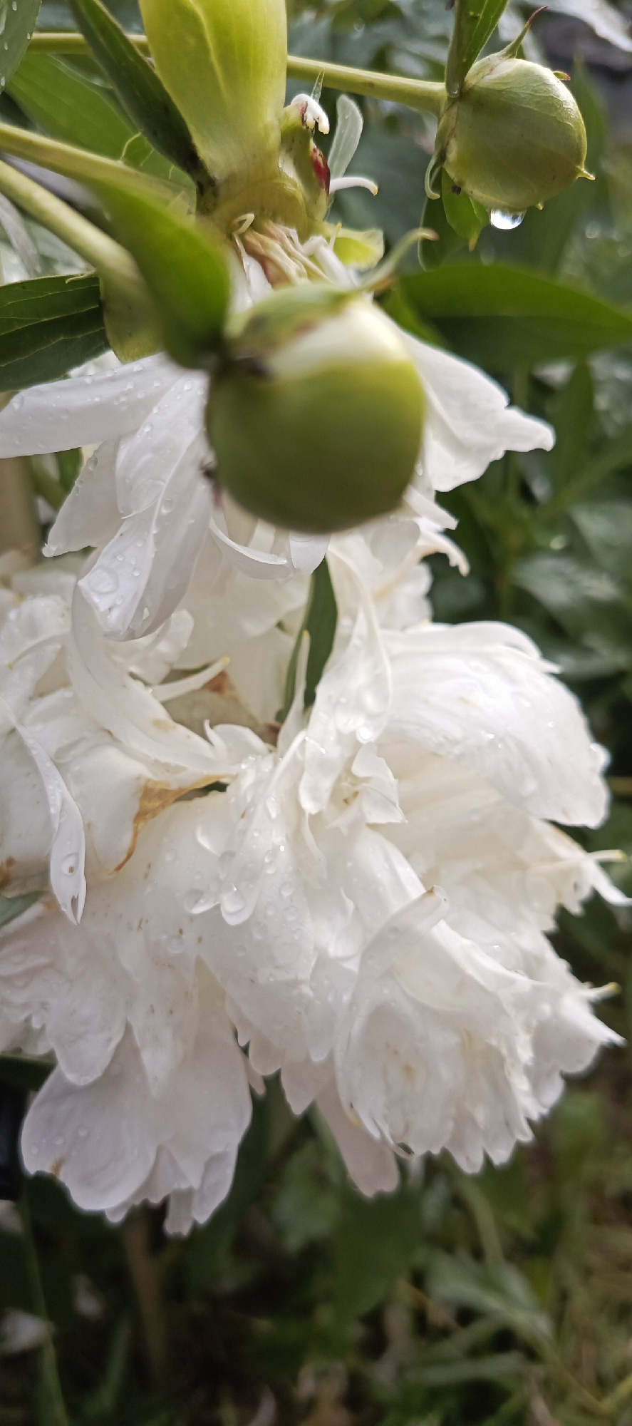 In the city of Merchalovo SNT, Russia, a close-up, vertical shot captures a partially bloomed white peony. The flower's delicate white petals are wet, speckled with numerous tiny water droplets, suggesting recent rainfall. In the upper left portion of the frame, a green peony bud is visible, also glistening with water. To its right, another green bud is in focus, with a single, clear water droplet suspended from its tip. The background consists of blurred green foliage and a hint of dark soil, contributing to an outdoor, natural setting. The lighting is soft and diffused, consistent with overcast weather.