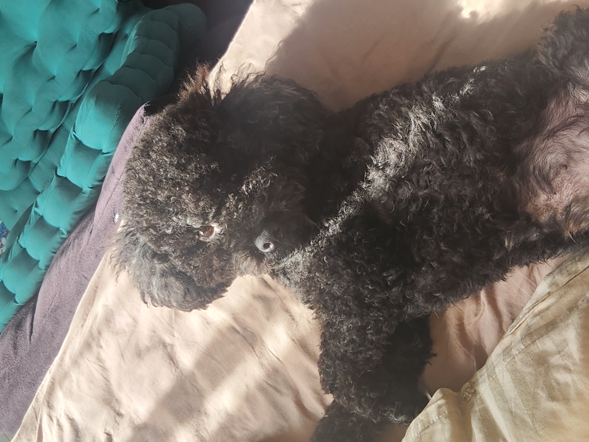 The image shows a black poodle lying on a bed with sunlight casting shadows. The dog is on its back, with its fur appearing fluffy and curly. The bed's sheets are a light brown color, and a pillow with vertical stripes is visible on the left side of the frame. In the background, there are two large, tufted cushions, one purple and one teal. The scene appears to be indoors, in a residential setting. There is no indication of the location being in Đà Nẵng, Vietnam.