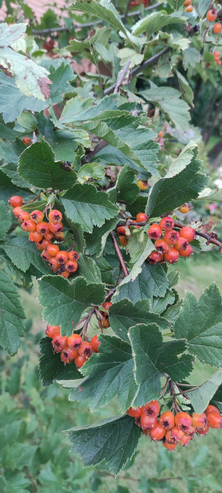 This media file features a close-up view of a branch laden with bright orange berries and lush green leaves. The berries are clustered together, some appearing plump and ripe, while others are slightly shriveled. The leaves are serrated along the edges and have a slightly textured appearance, with some showing signs of browning or discoloration at the tips. The overall scene suggests a natural setting, likely outdoors, with other foliage visible in the background, creating a soft, blurred effect. The lighting appears to be natural, possibly from an overcast day or diffused sunlight, as there are no harsh shadows. The image evokes a sense of autumn or late summer, a time when berries are often mature. There is no visible text in the image, nor are there any people or animals. The focus is entirely on the plant and its berries. The location context of Rosinka, Russia, implies a temperate climate where such plants would grow.