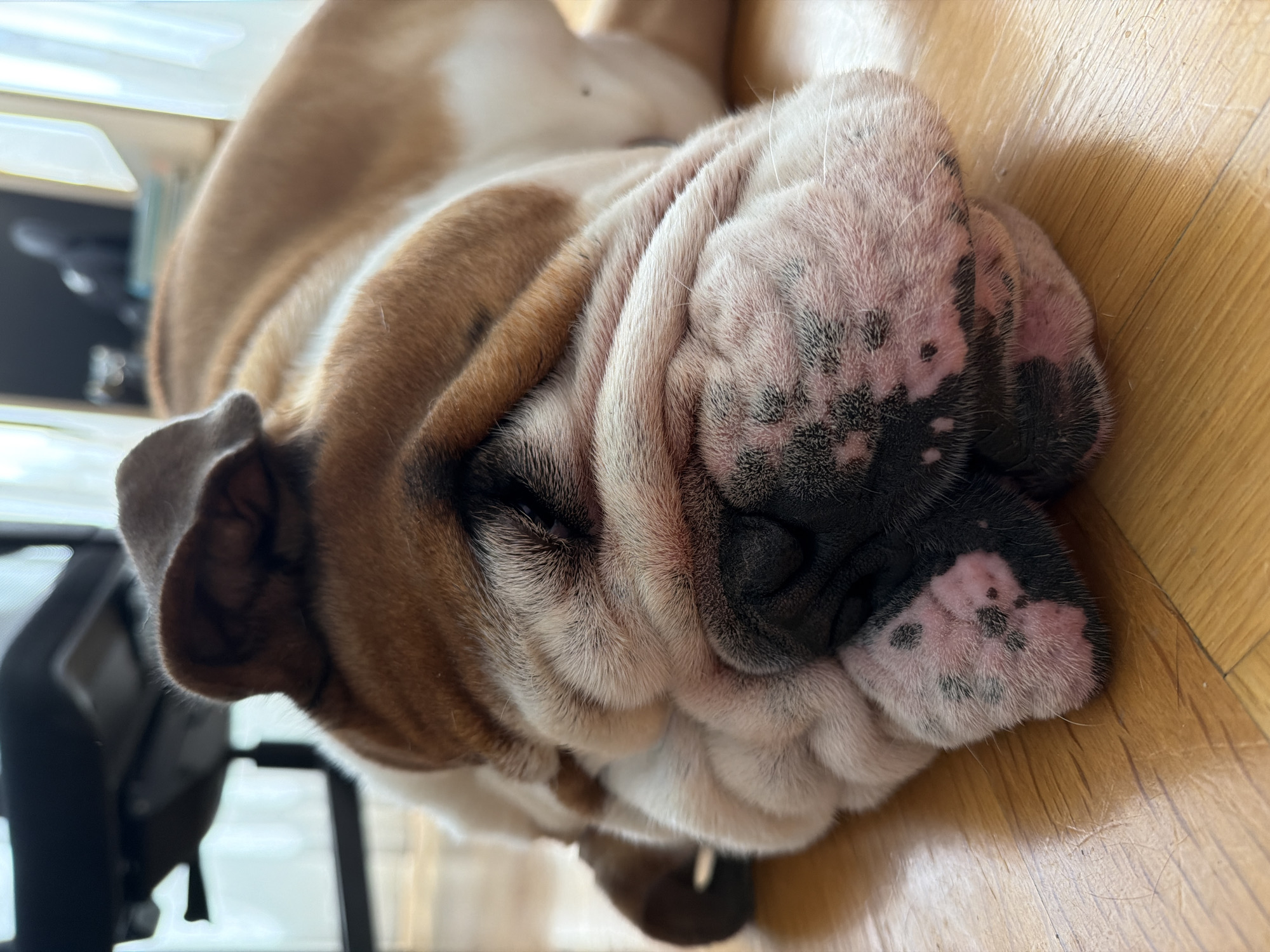 A tan and white bulldog is asleep on a wooden floor. The dog's head is tilted back, and its face is scrunched up in sleep. The dog's left ear is visible, and it appears to be a medium brown color. The dog's nose is black and pink with some spots. Part of a chair is visible behind the dog. There is nothing in the image to indicate the location is Sofia, Bulgaria.