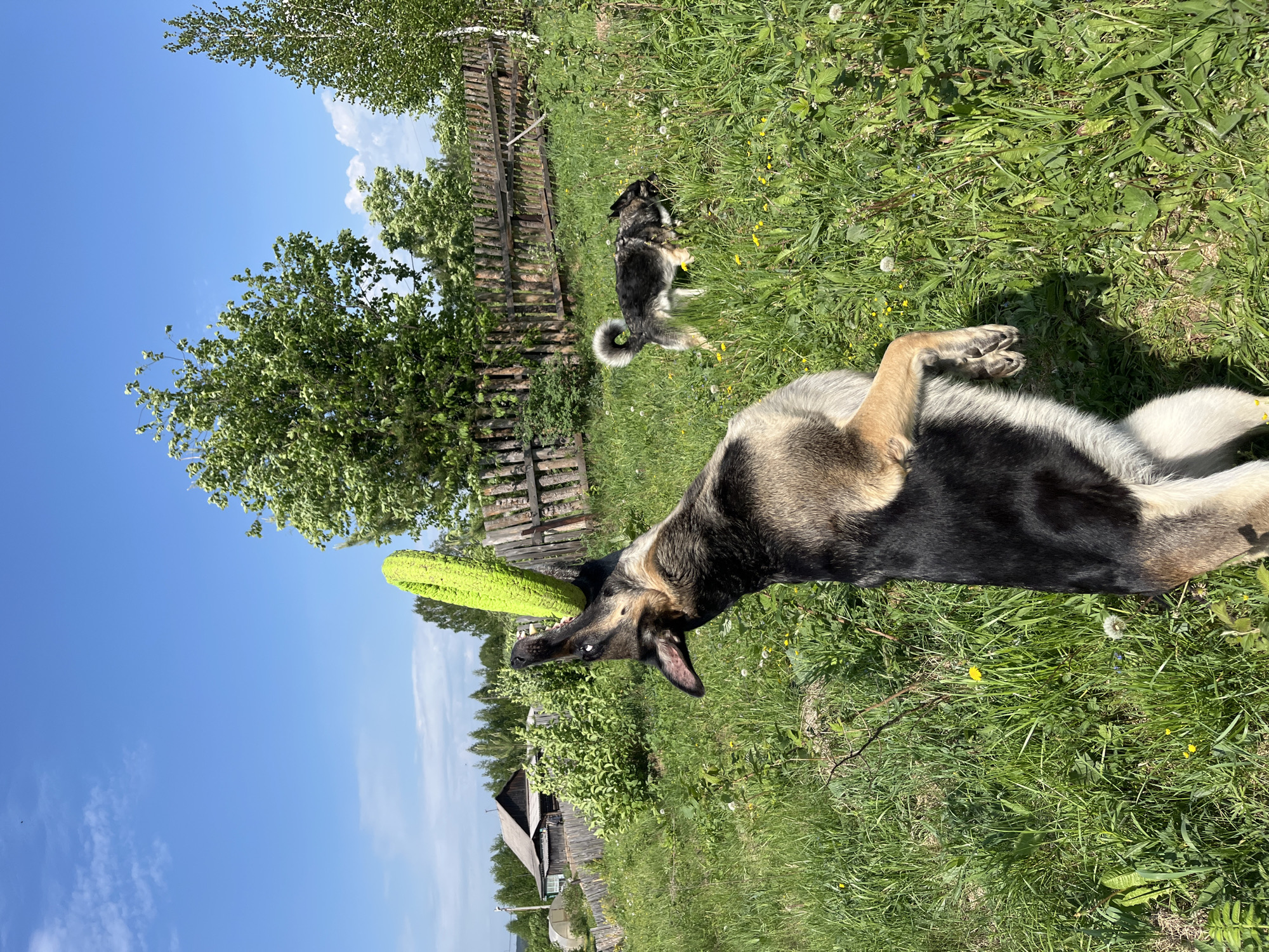 Outside, a dog is lying on its back in green grass, holding a green object in its mouth. Another dog is standing further away in the background, near a wooden fence and a tree. The sky is blue with some white clouds. A wooden house can be seen in the background, near some bushes.
I have no evidence to suggest that the location is Nizhny Tagil, Russia.